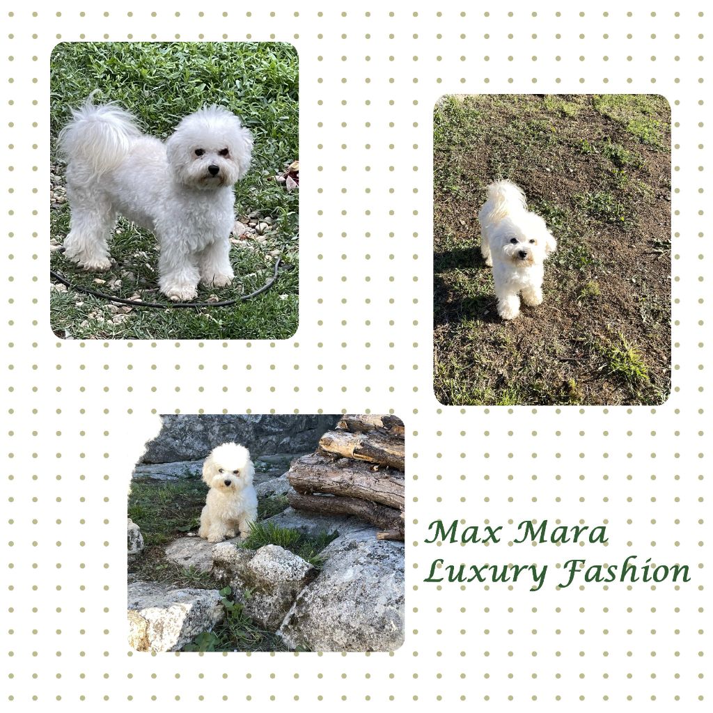 Max mara luxury fashion