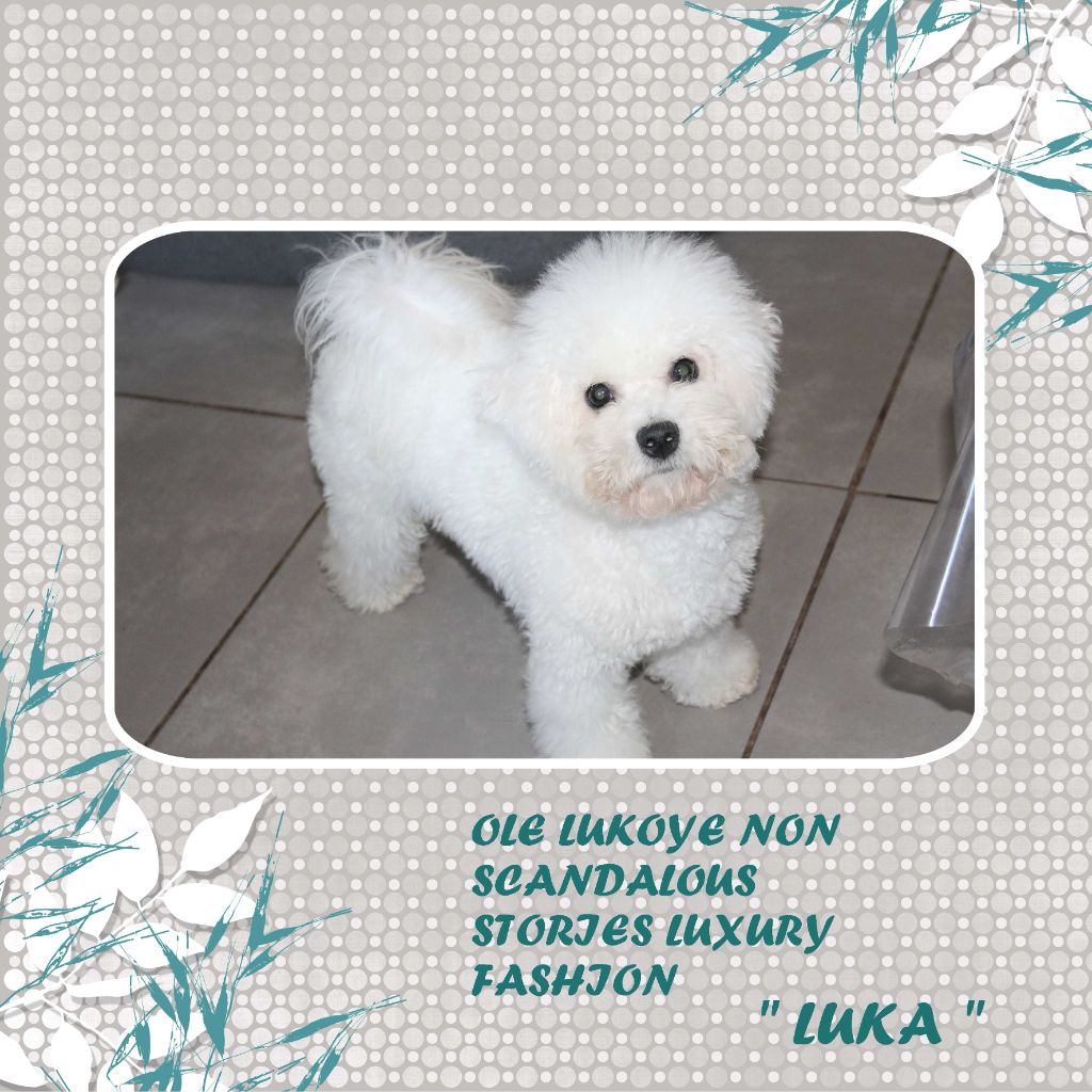 Ole lukoye non scandalous - luka luxury fashion