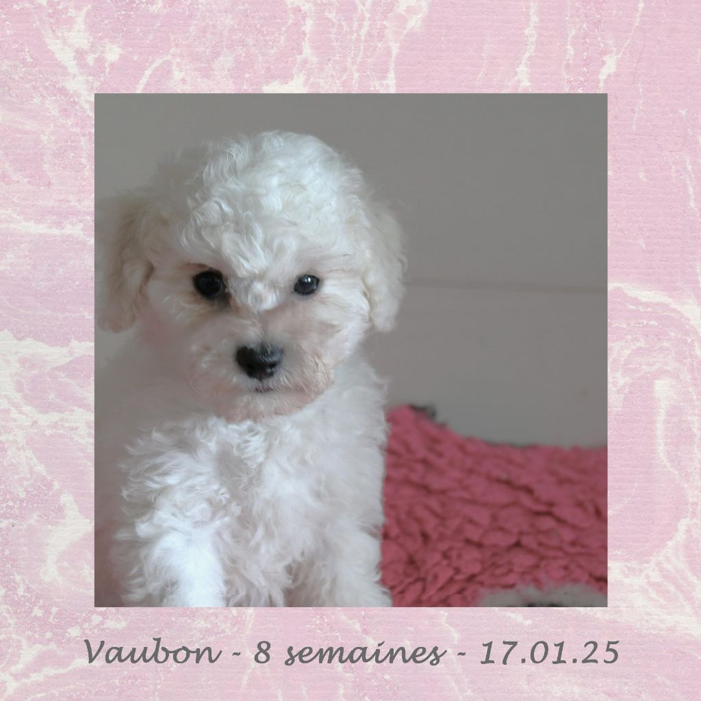 De La Clède Champtressac - Chiot disponible  - Bichon Frise