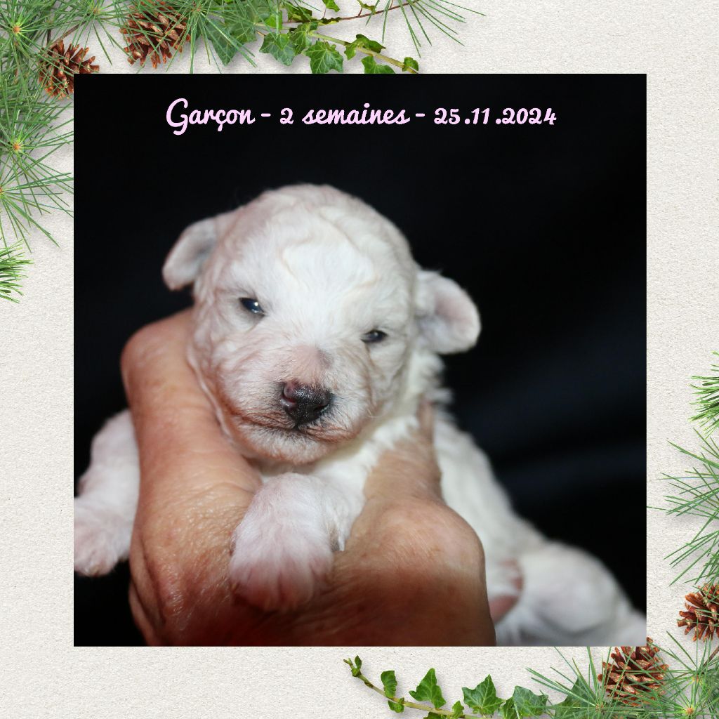 De La Clède Champtressac - Chiot disponible  - Bichon Frise