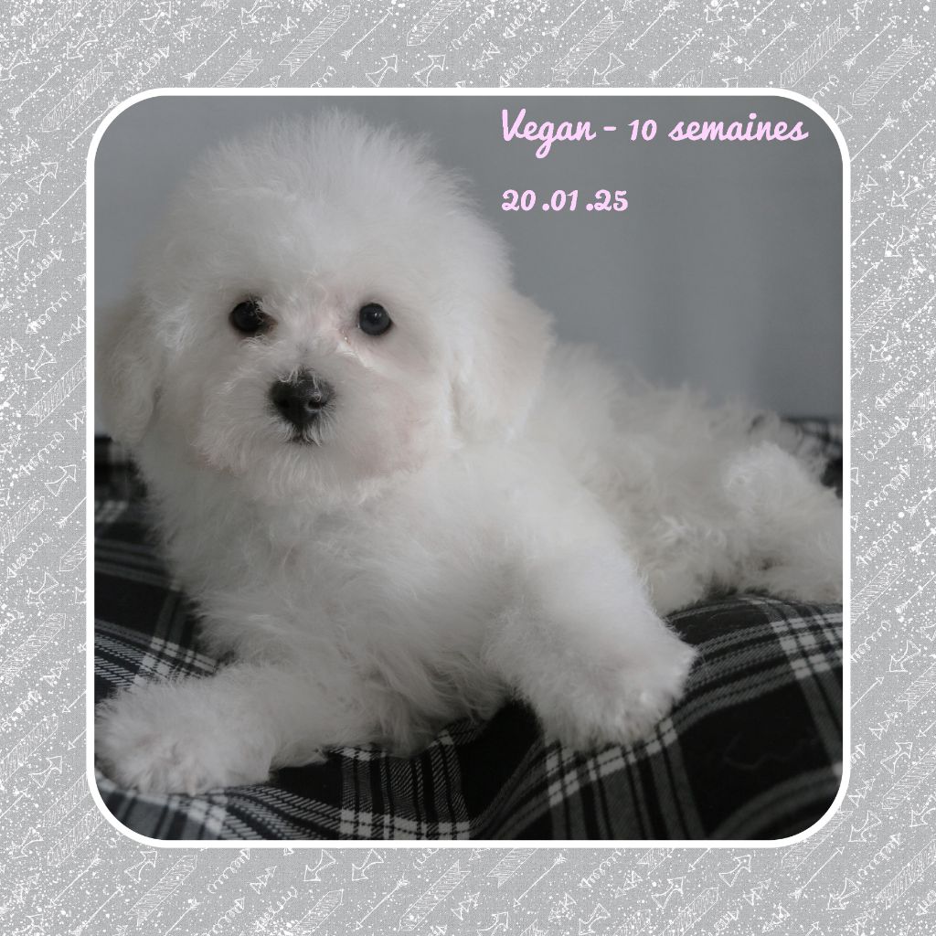 De La Clède Champtressac - Chiot disponible  - Bichon Frise