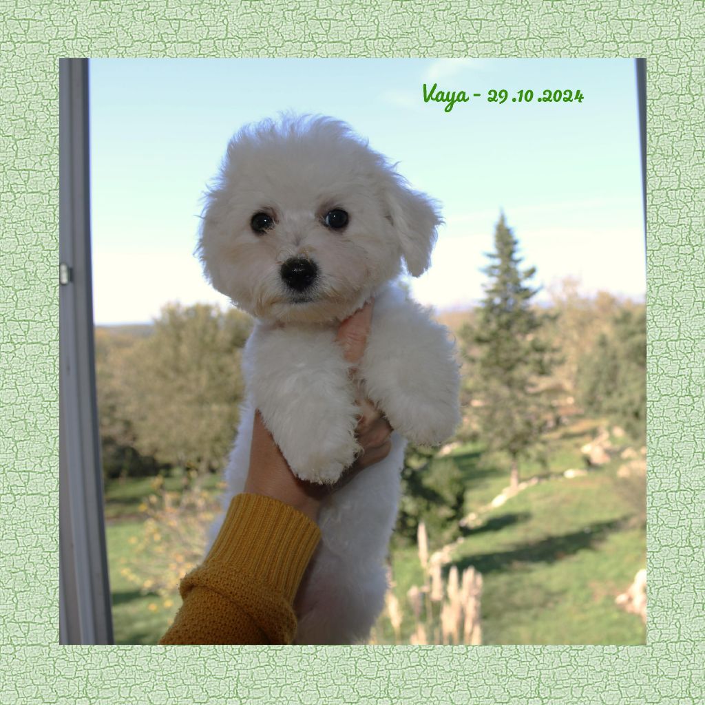 De La Clède Champtressac - Chiot disponible  - Bichon Frise