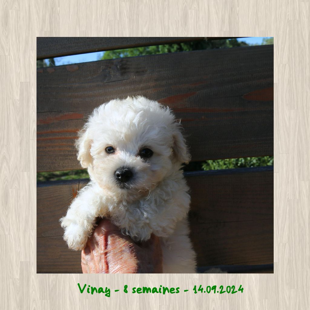 De La Clède Champtressac - Chiot disponible  - Bichon Frise