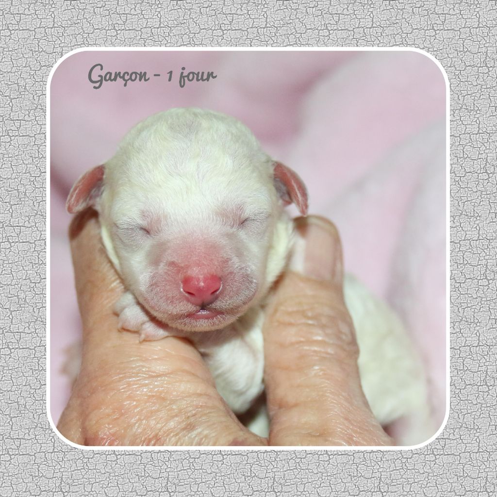 De La Clède Champtressac - Chiot disponible  - Bichon Frise