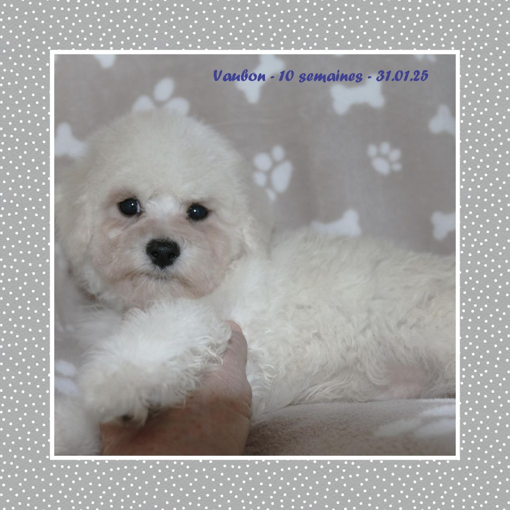 De La Clède Champtressac - Chiot disponible  - Bichon Frise