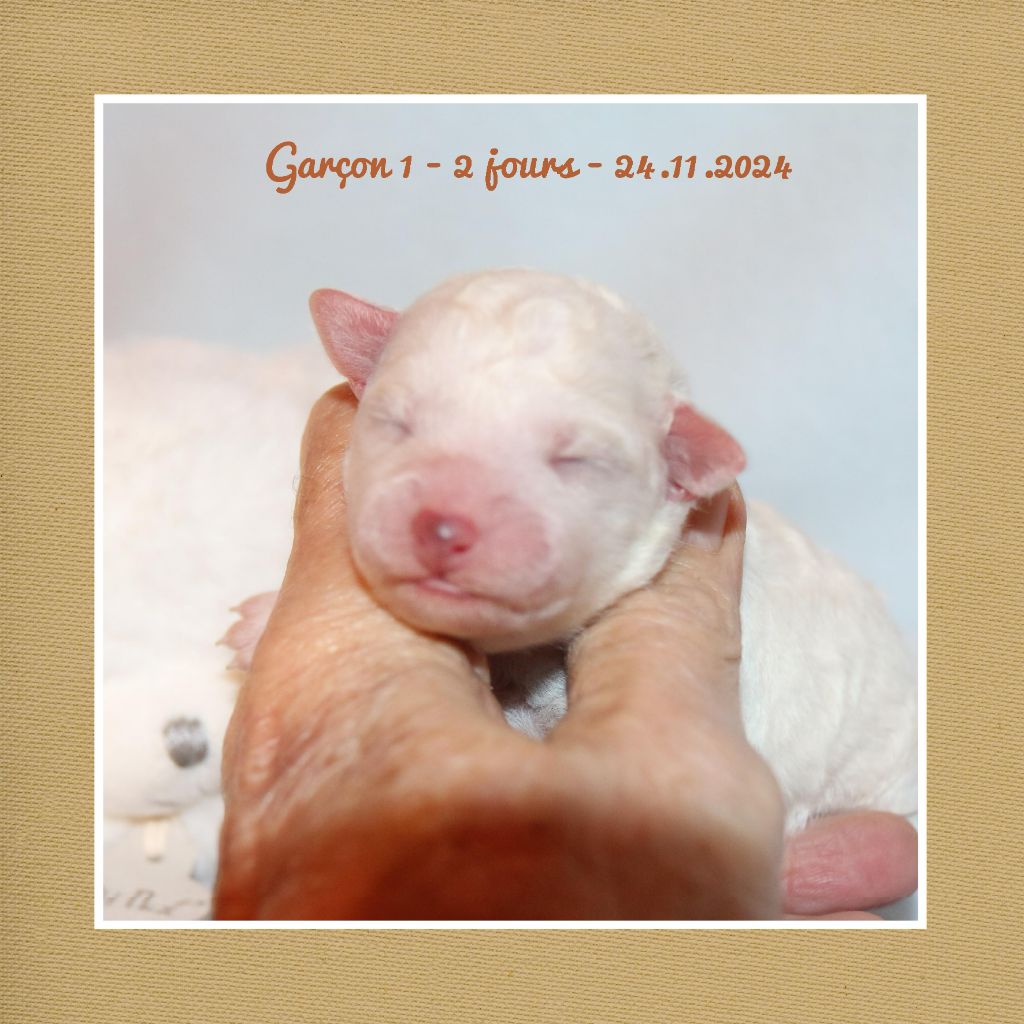 De La Clède Champtressac - Chiot disponible  - Bichon Frise