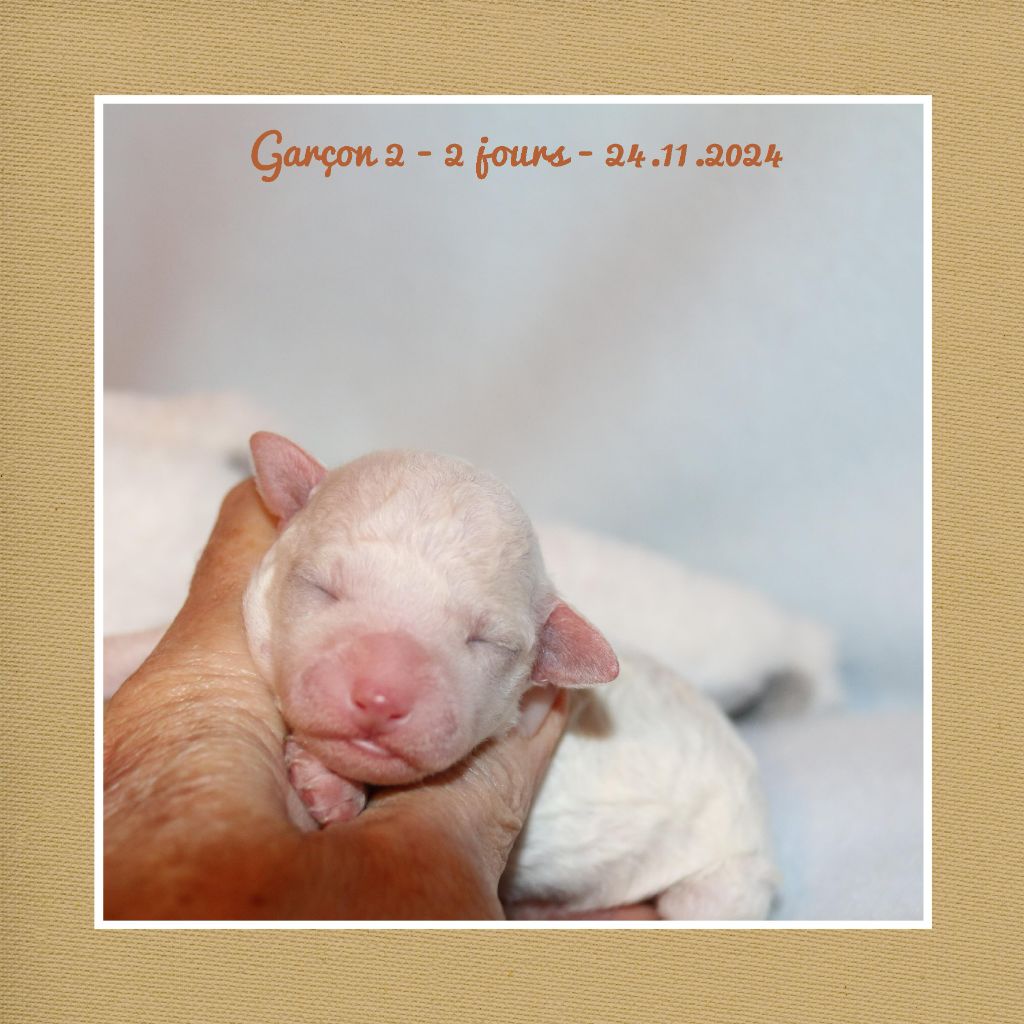 De La Clède Champtressac - Chiot disponible  - Bichon Frise