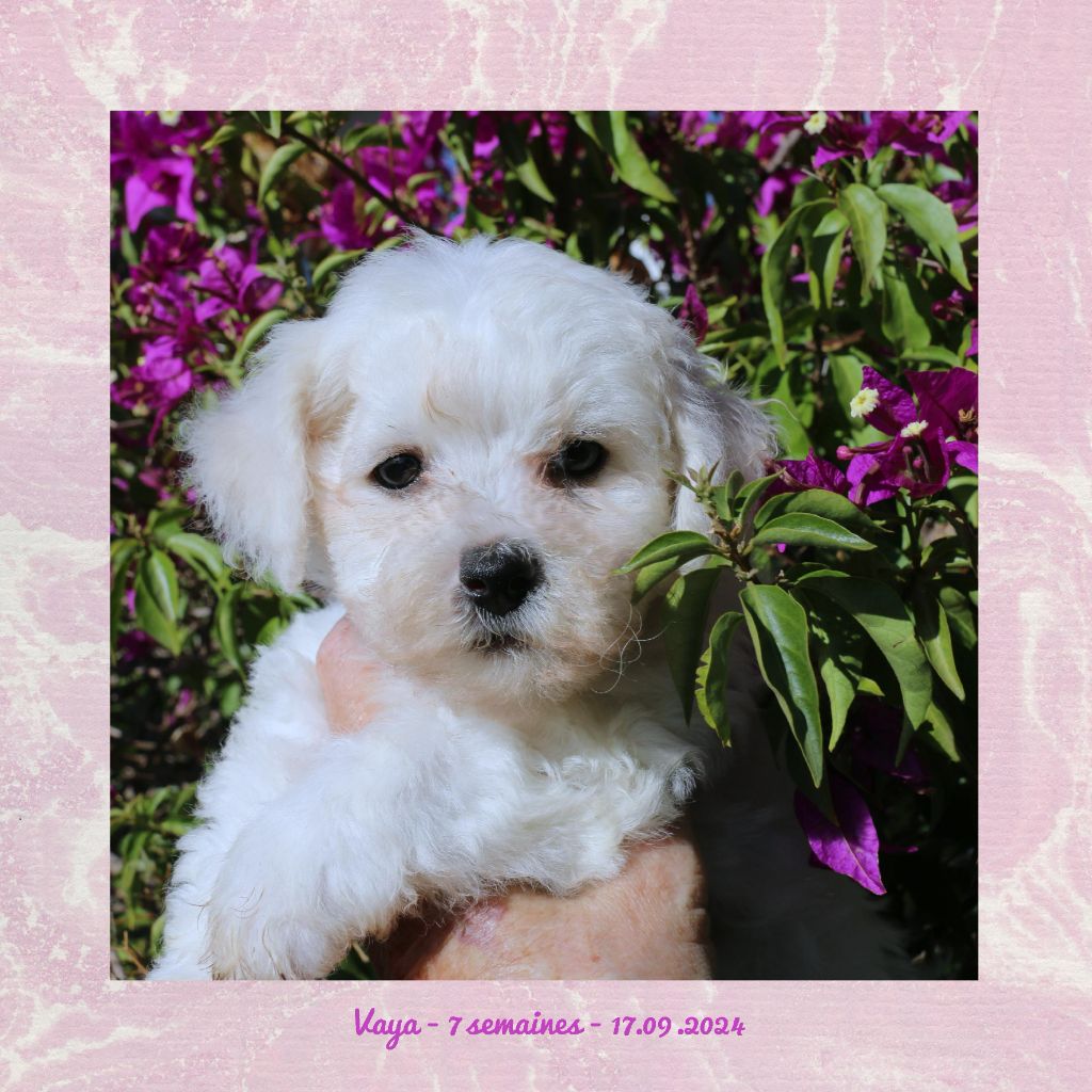 De La Clède Champtressac - Chiot disponible  - Bichon Frise