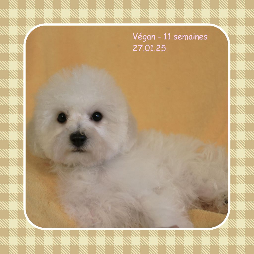 De La Clède Champtressac - Chiot disponible  - Bichon Frise