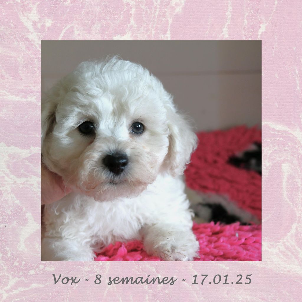 De La Clède Champtressac - Chiot disponible  - Bichon Frise