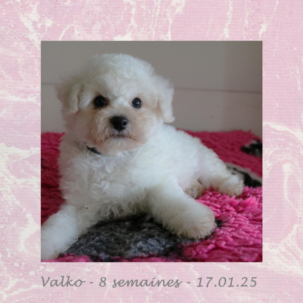 De La Clède Champtressac - Chiot disponible  - Bichon Frise