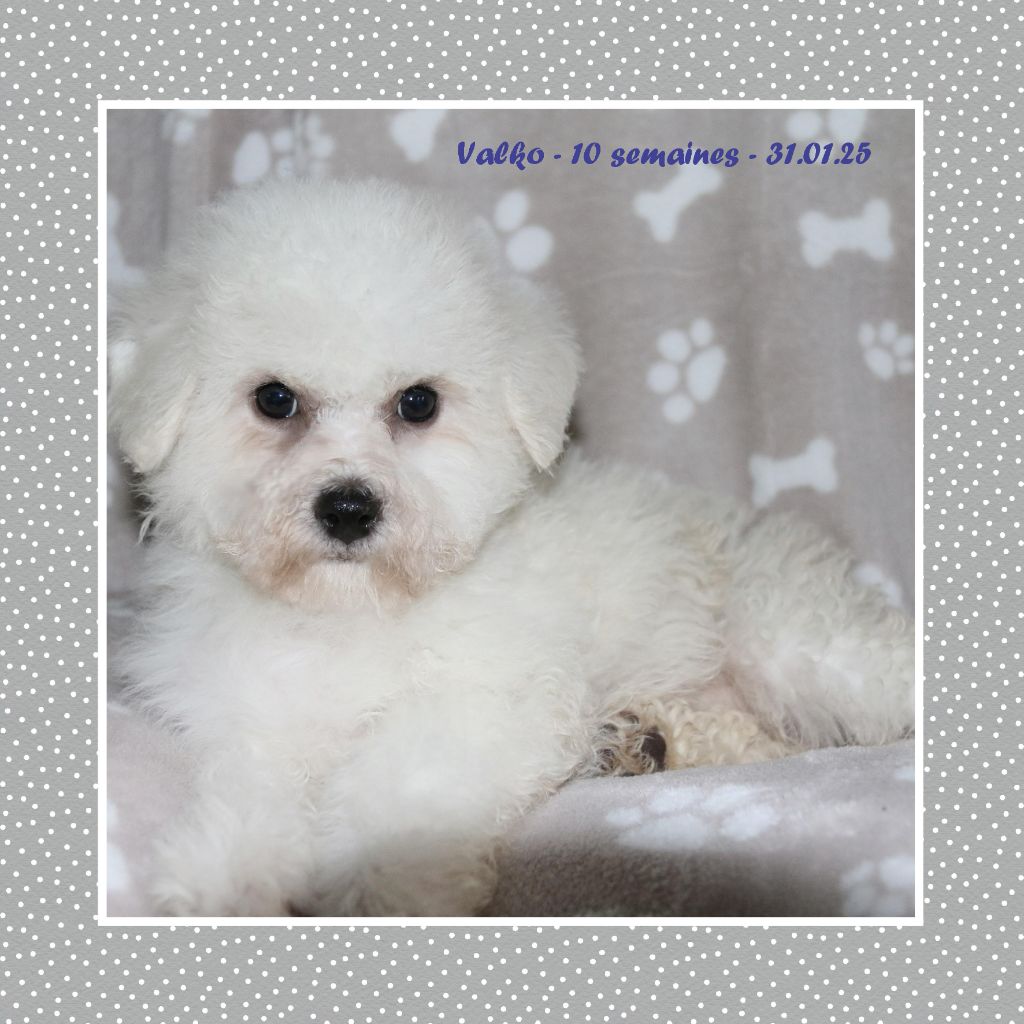 De La Clède Champtressac - Chiot disponible  - Bichon Frise