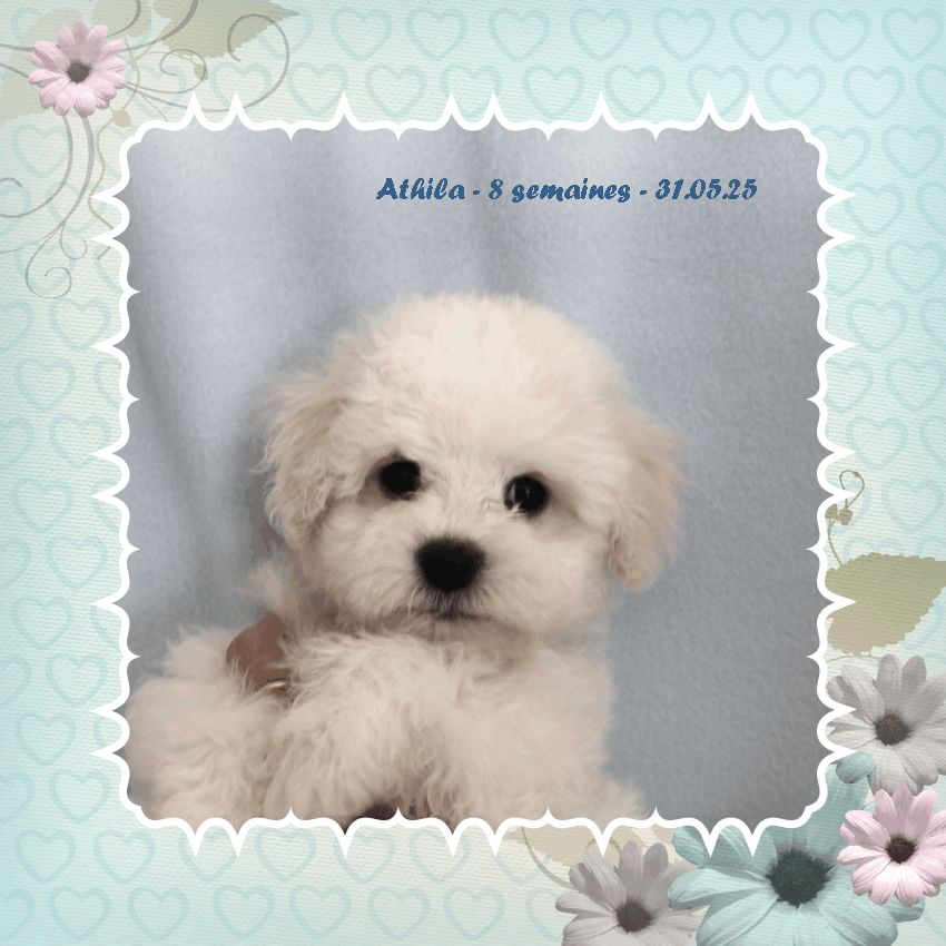 De La Clède Champtressac - Chiots disponibles - Bichon Frise