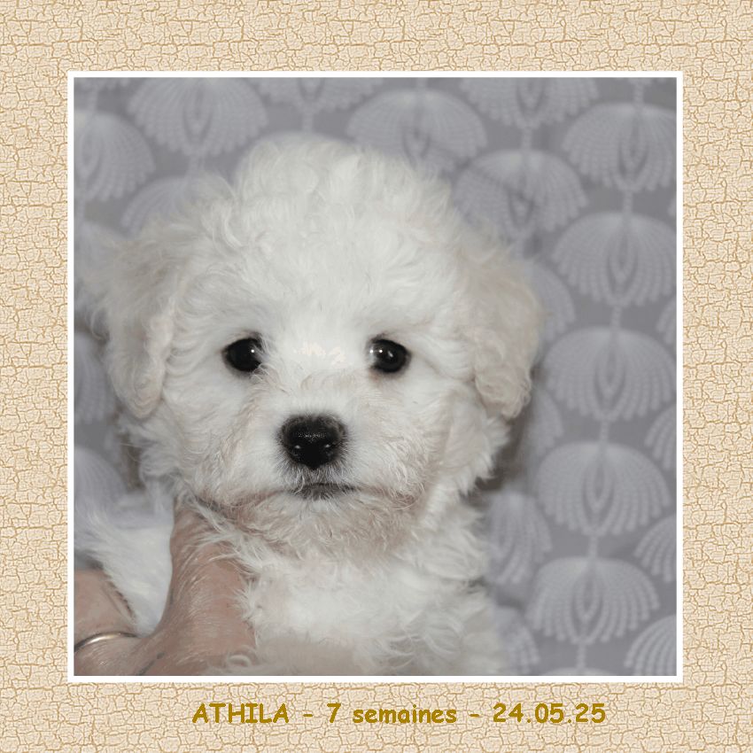 De La Clède Champtressac - Chiots disponibles - Bichon Frise