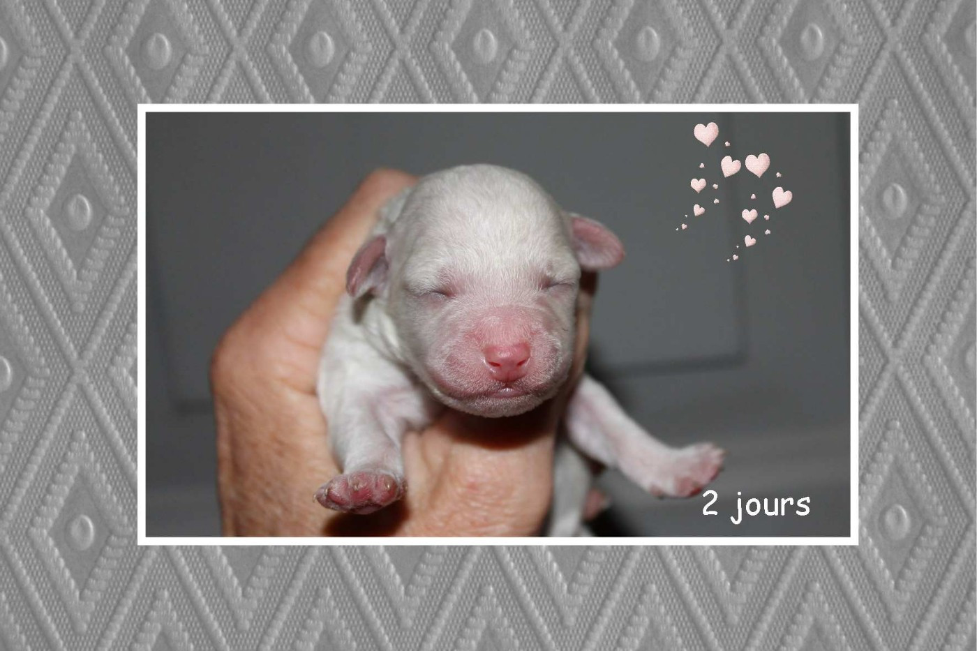 Chiot Bichon Frise De La Clède Champtressac