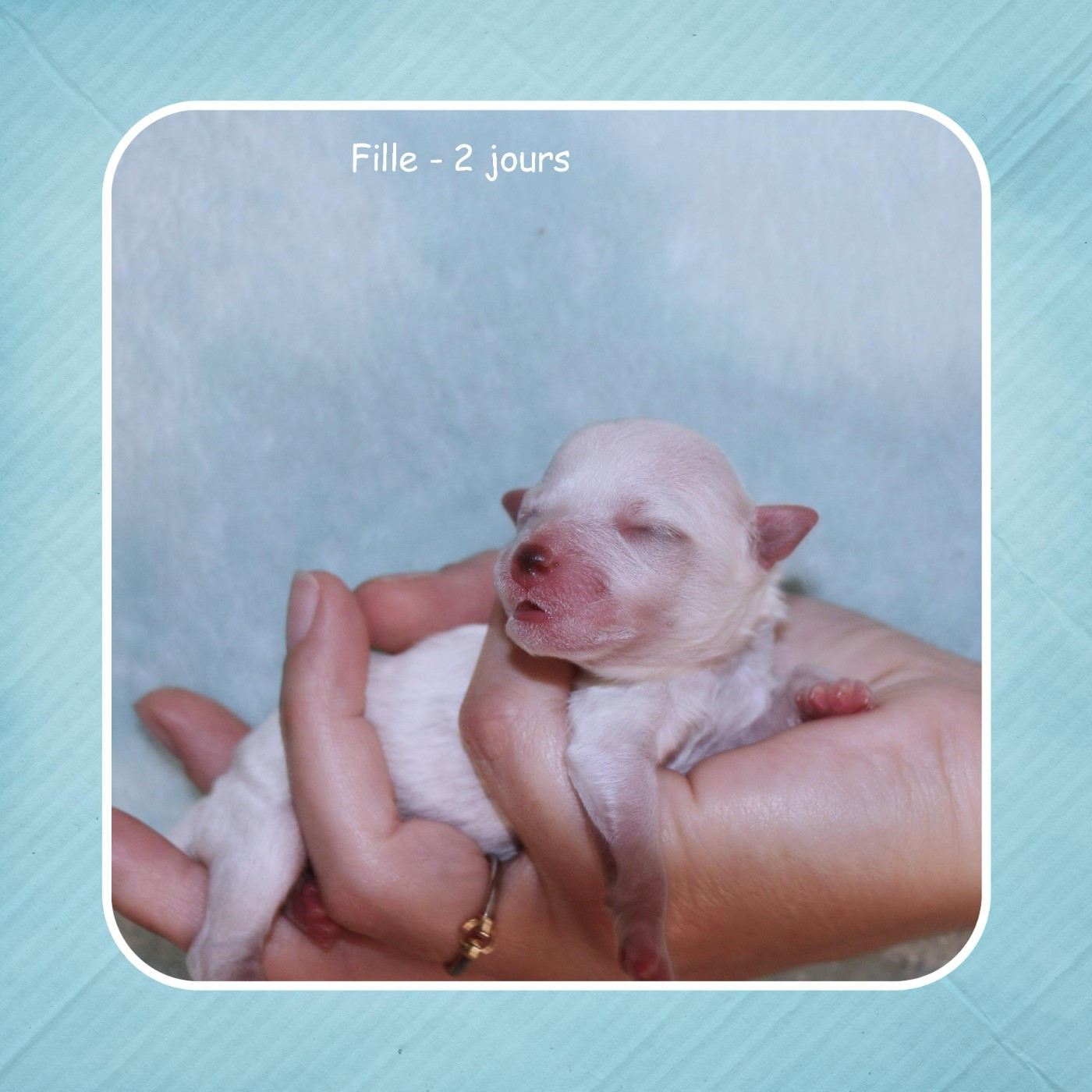 De La Clède Champtressac - Chiots disponibles - Bichon Frise