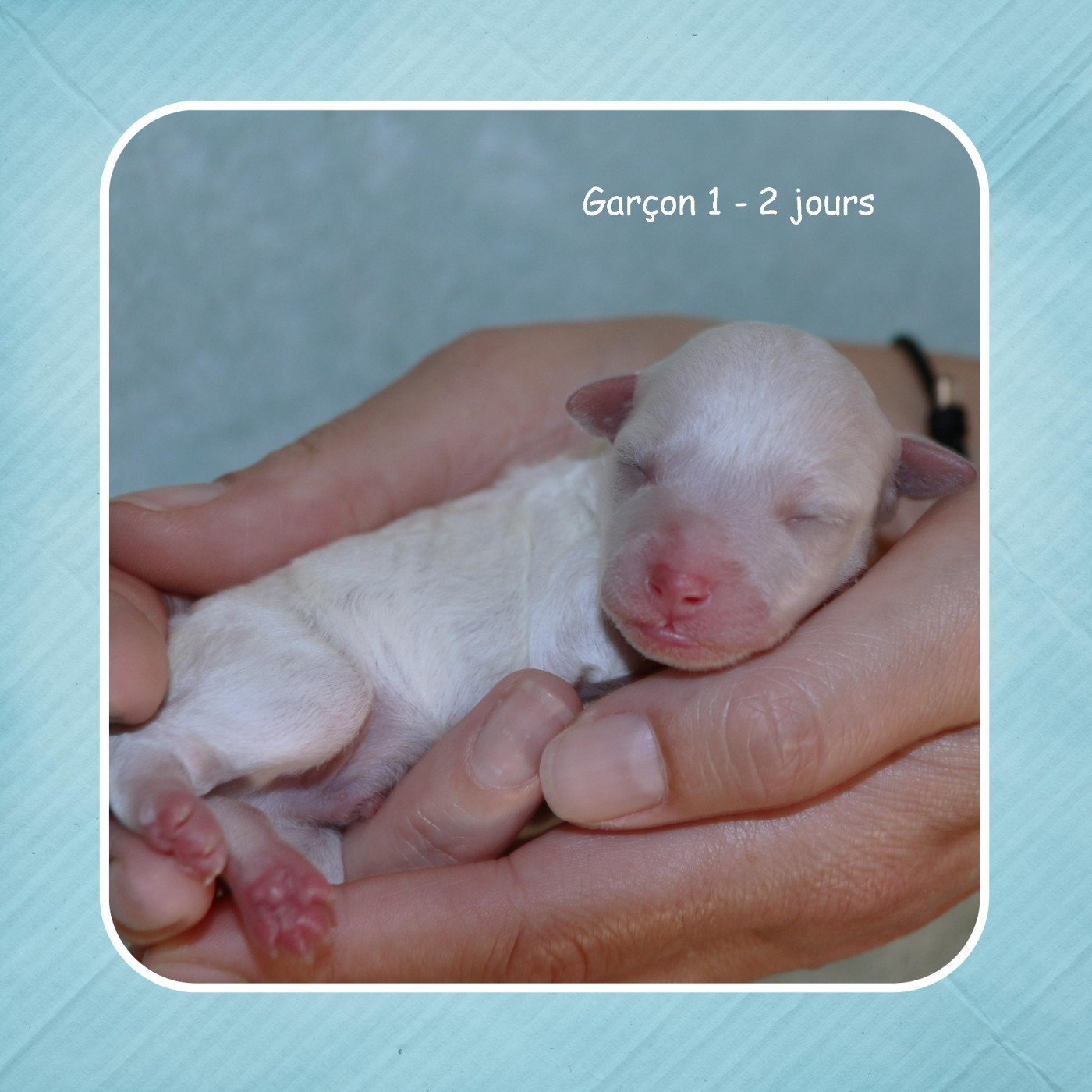 De La Clède Champtressac - Chiots disponibles - Bichon Frise