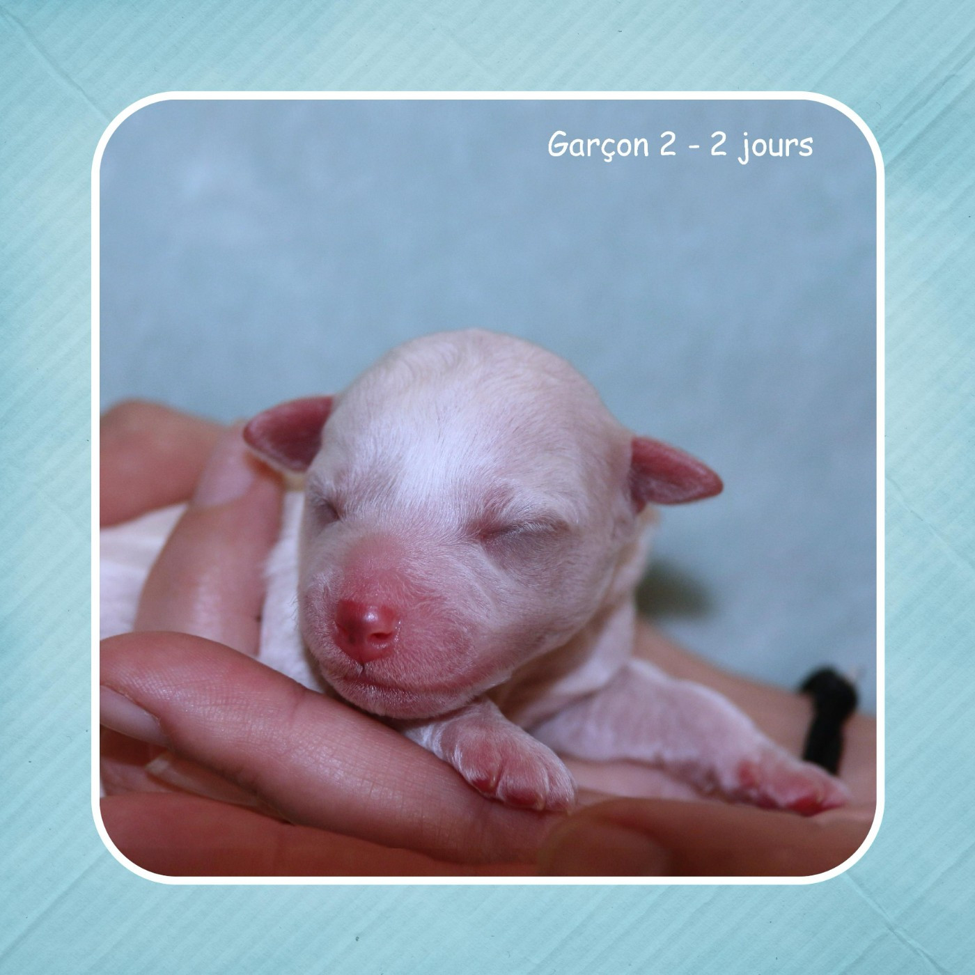 De La Clède Champtressac - Chiots disponibles - Bichon Frise