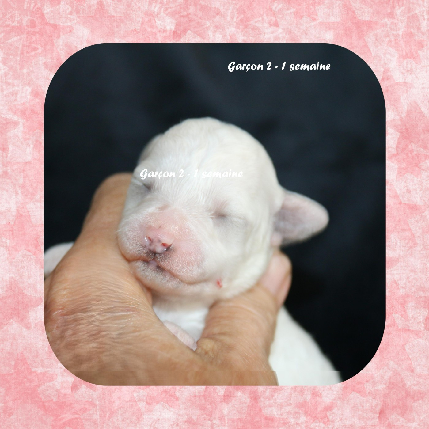 De La Clède Champtressac - Chiots disponibles - Bichon Frise