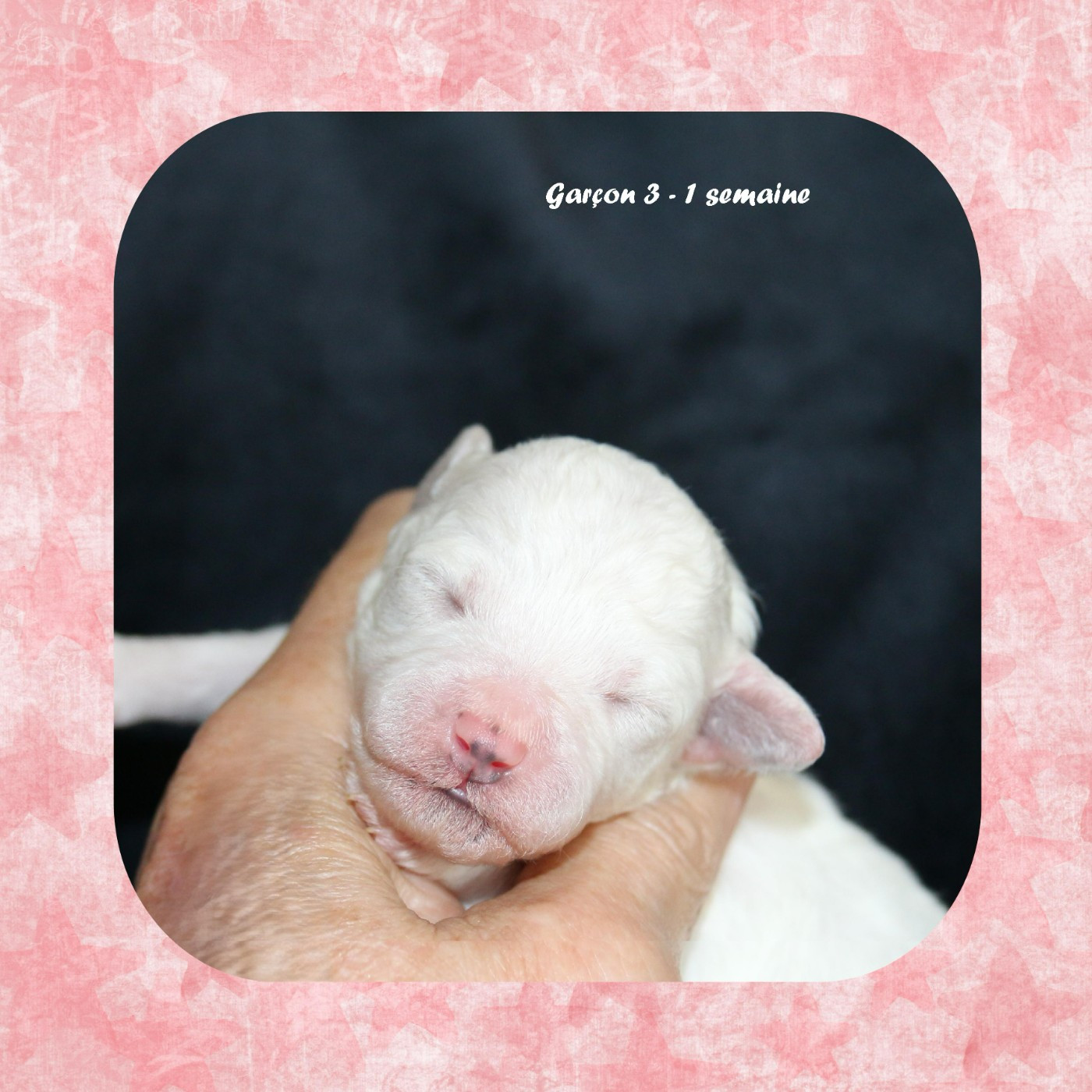 De La Clède Champtressac - Chiots disponibles - Bichon Frise