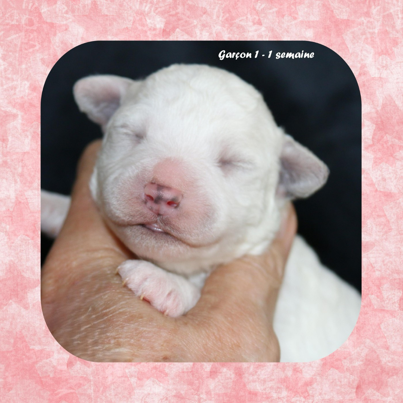 De La Clède Champtressac - Chiots disponibles - Bichon Frise