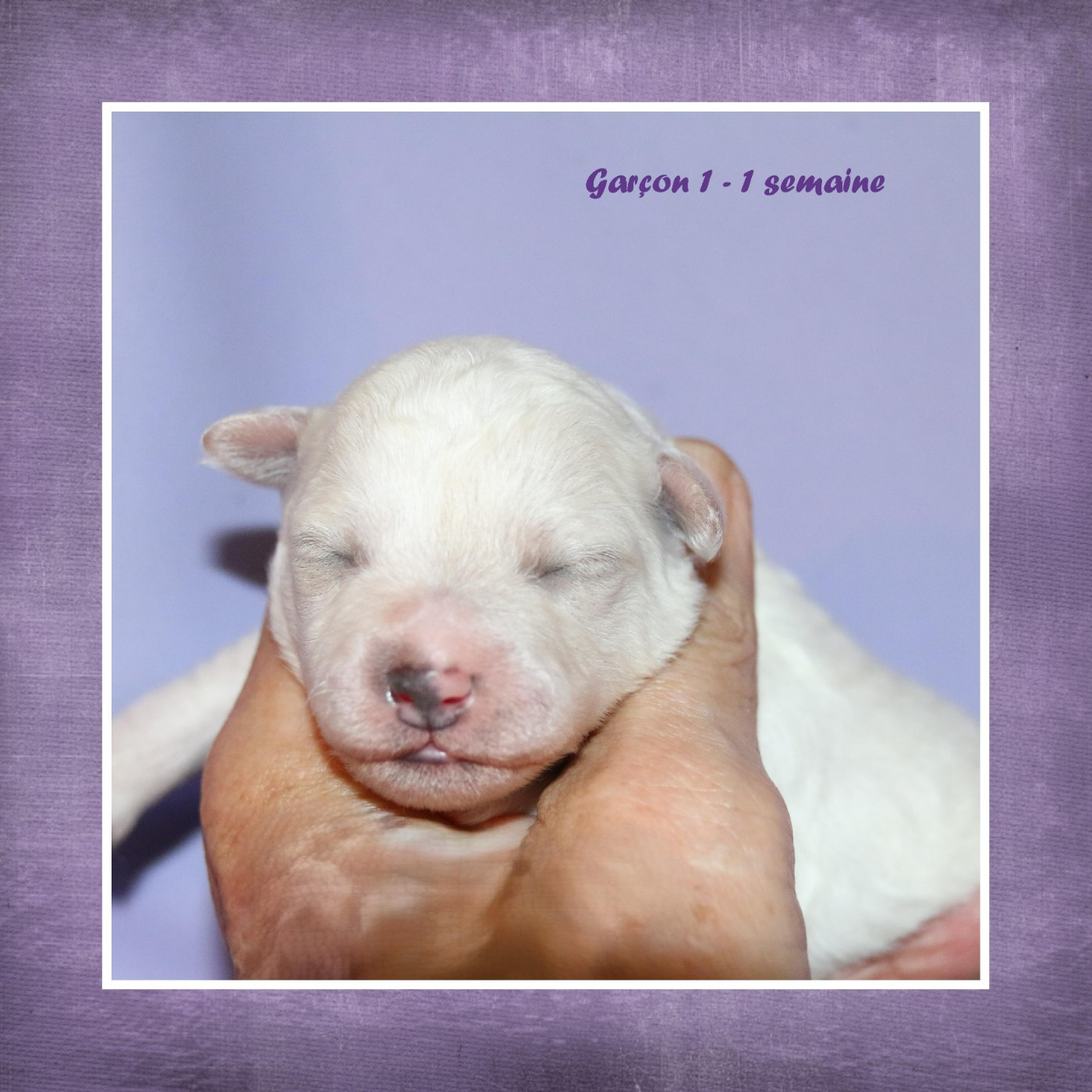 De La Clède Champtressac - Chiots disponibles - Bichon Frise