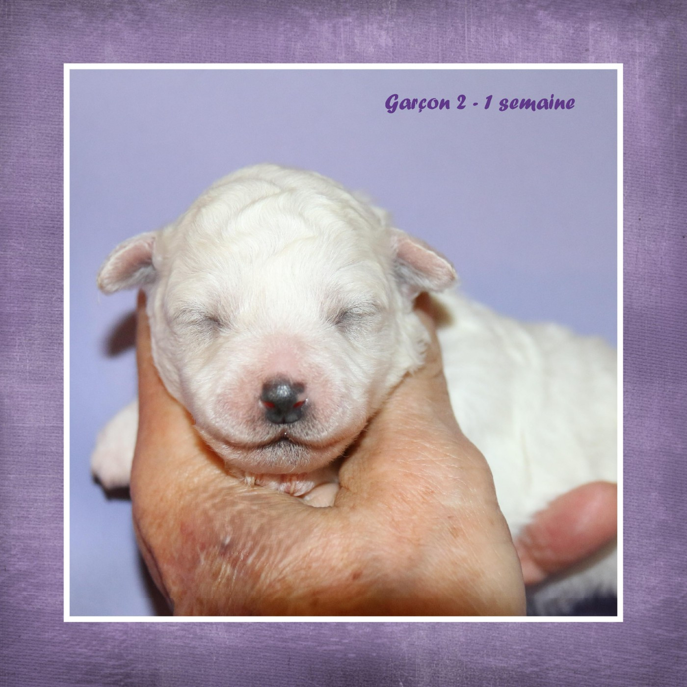 De La Clède Champtressac - Chiots disponibles - Bichon Frise
