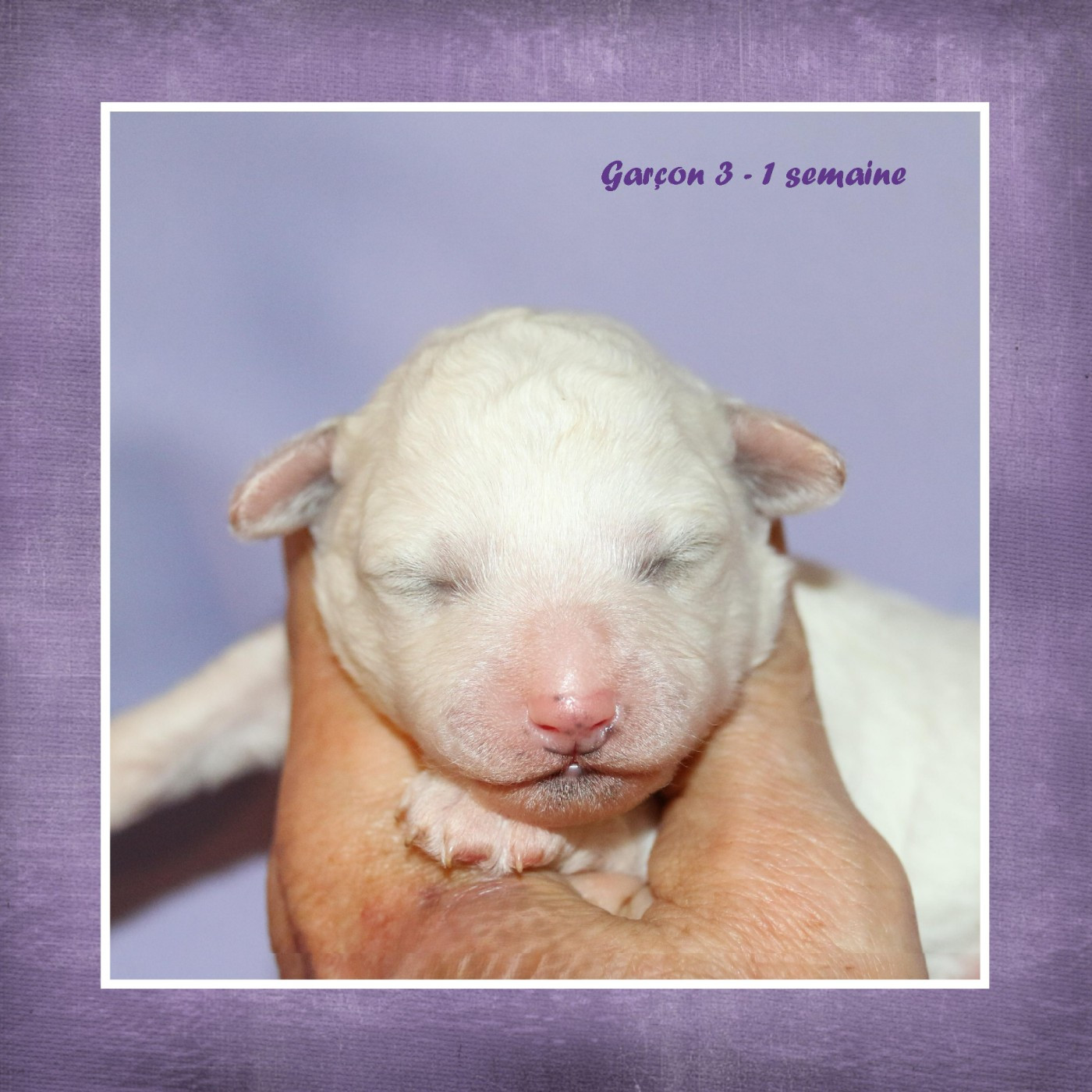 De La Clède Champtressac - Chiots disponibles - Bichon Frise