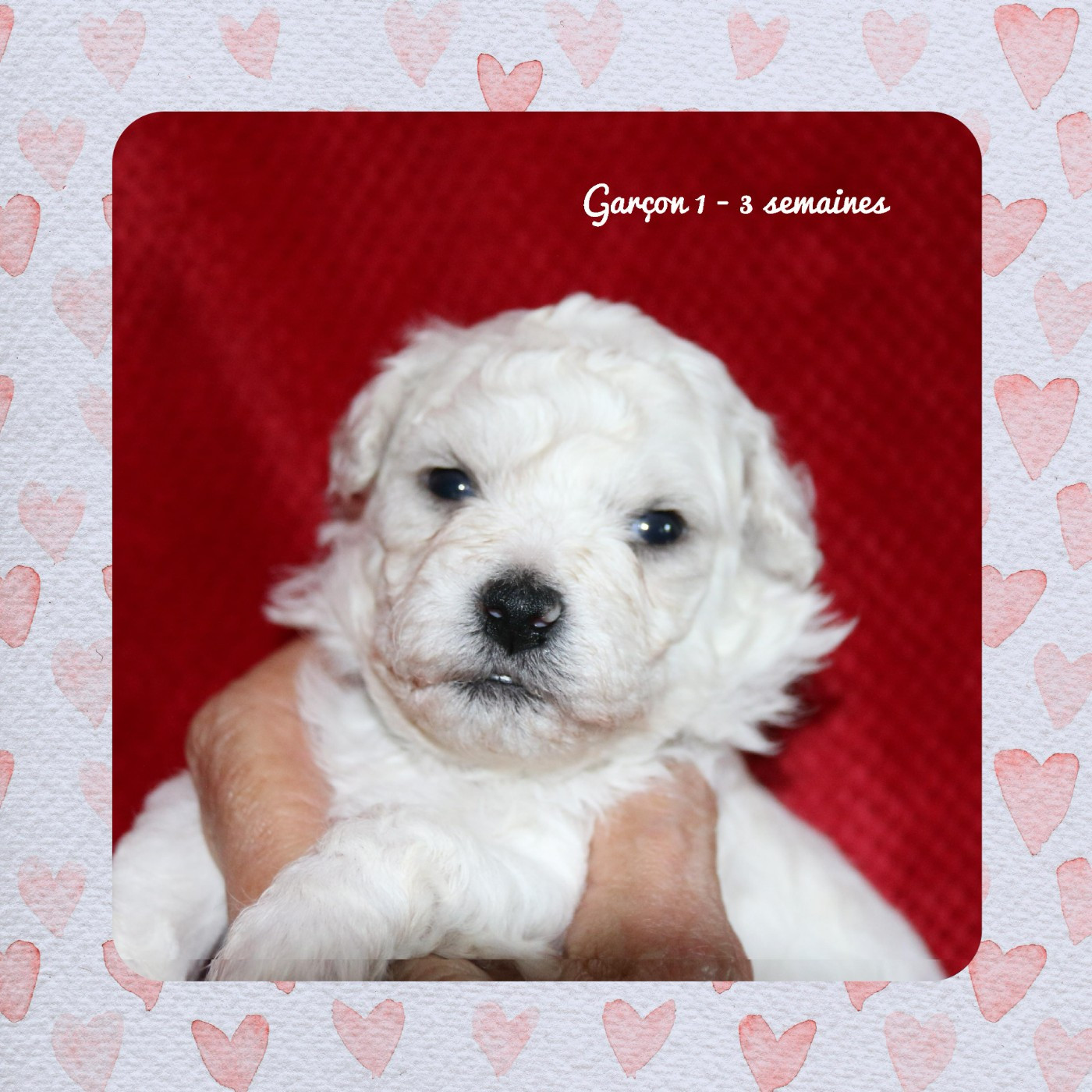De La Clède Champtressac - Chiots disponibles - Bichon Frise