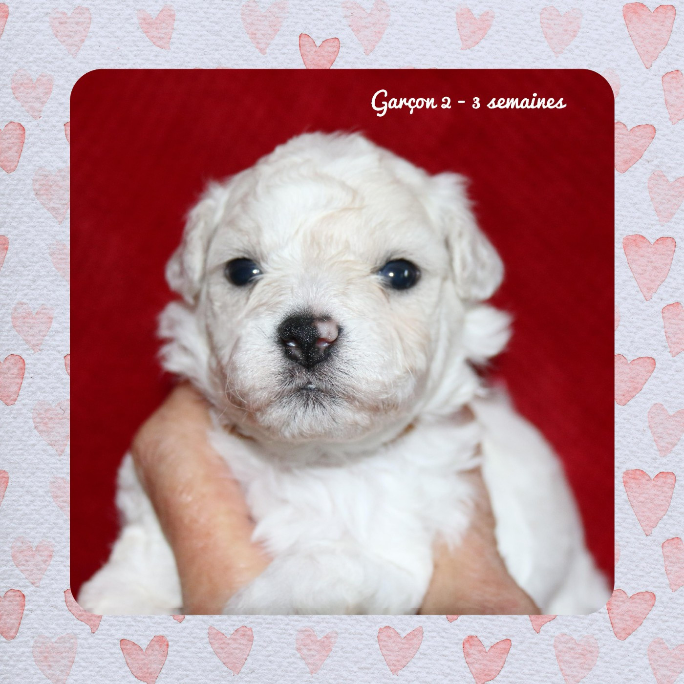 De La Clède Champtressac - Chiots disponibles - Bichon Frise
