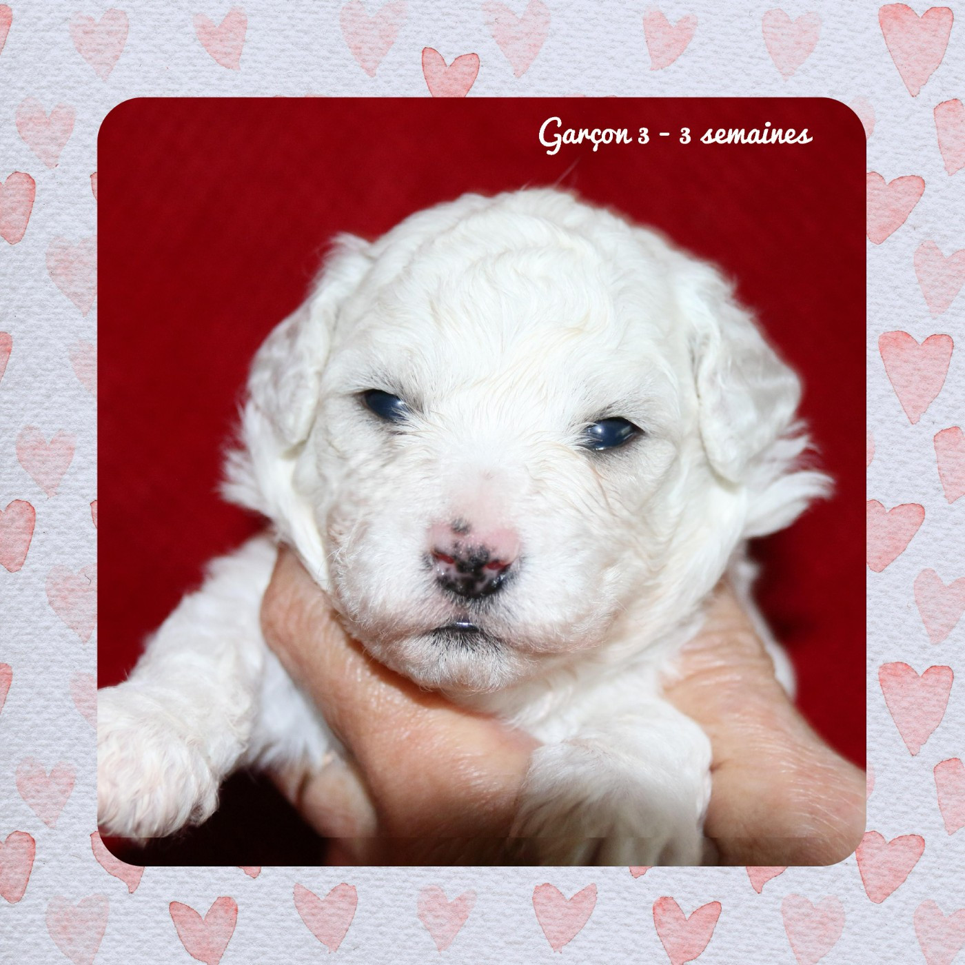 De La Clède Champtressac - Chiots disponibles - Bichon Frise