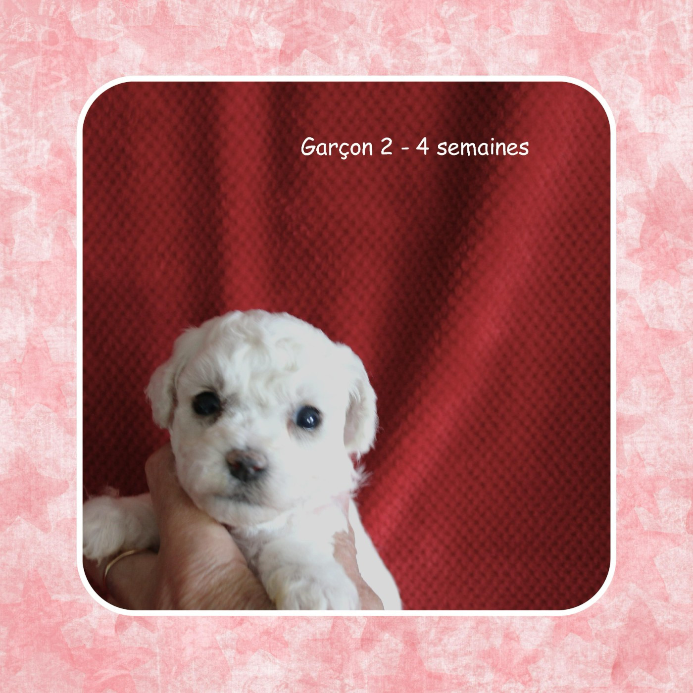 De La Clède Champtressac - Chiots disponibles - Bichon Frise
