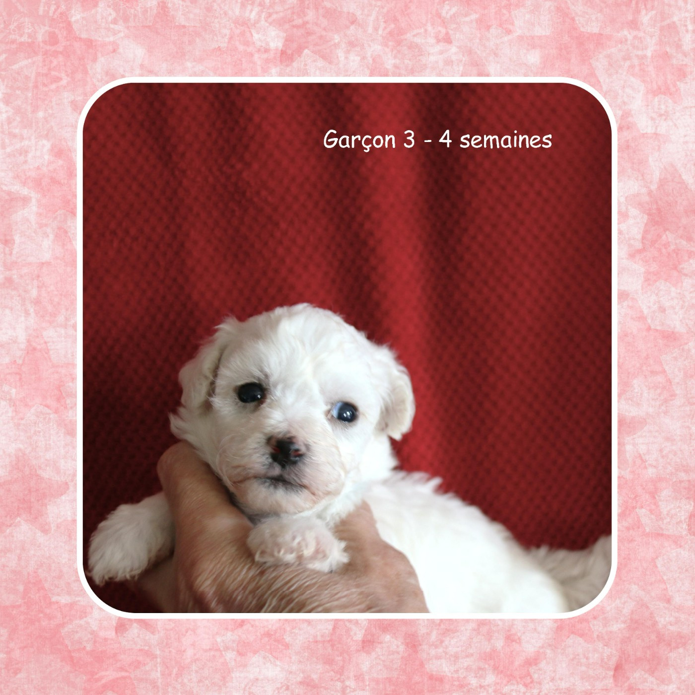 De La Clède Champtressac - Chiots disponibles - Bichon Frise