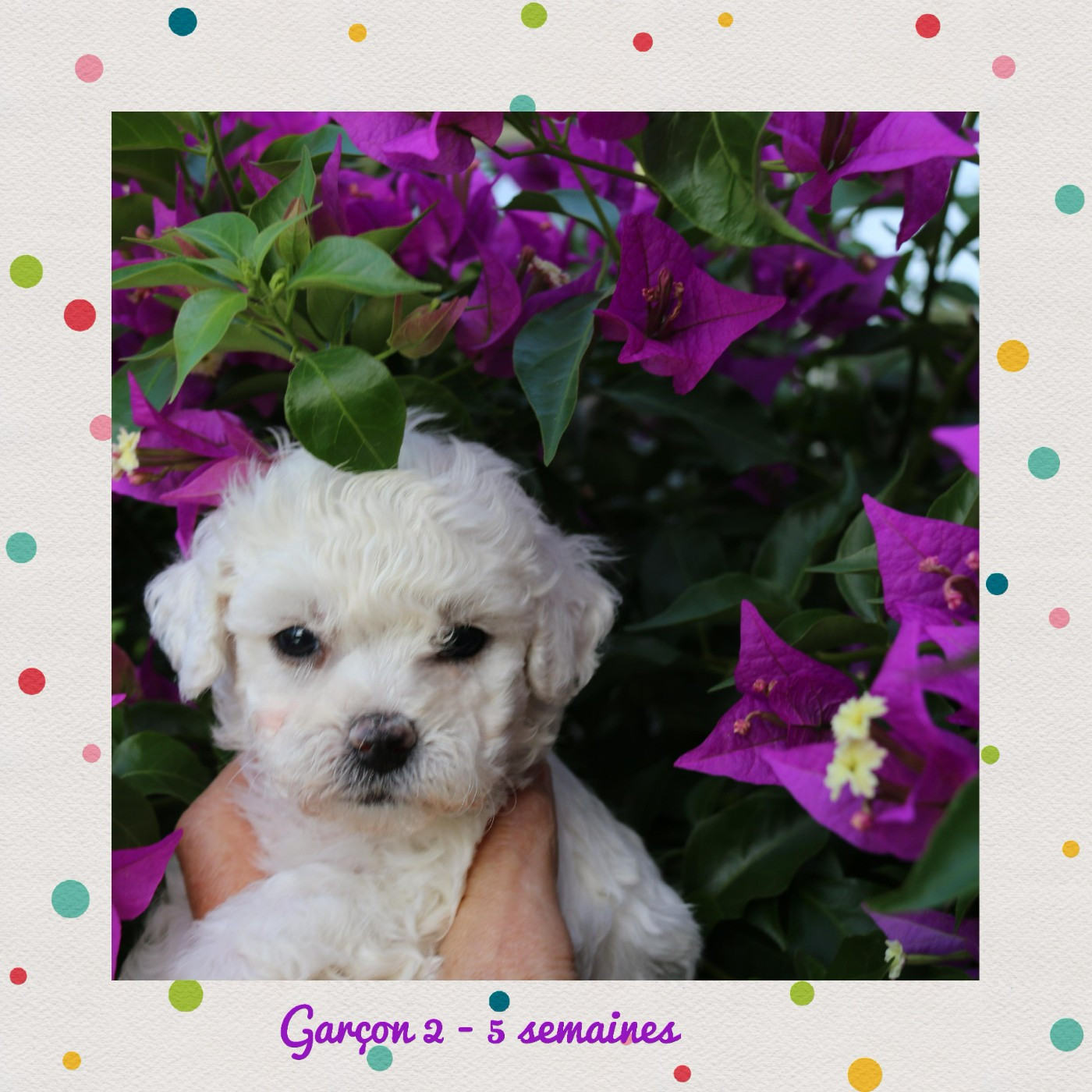 De La Clède Champtressac - Chiots disponibles - Bichon Frise