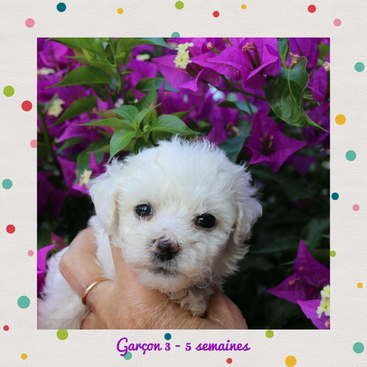 De La Clède Champtressac - Chiots disponibles - Bichon Frise
