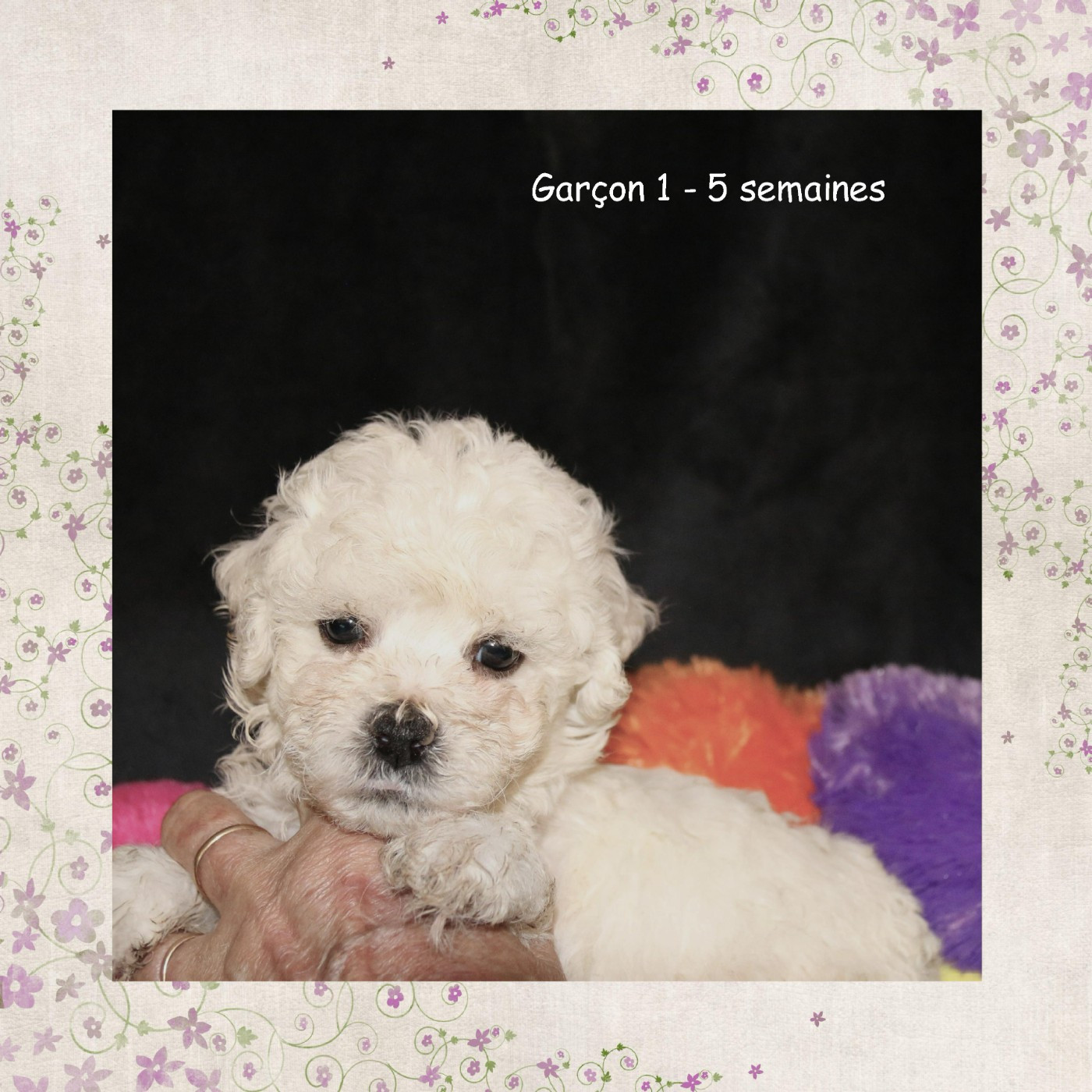 De La Clède Champtressac - Chiots disponibles - Bichon Frise
