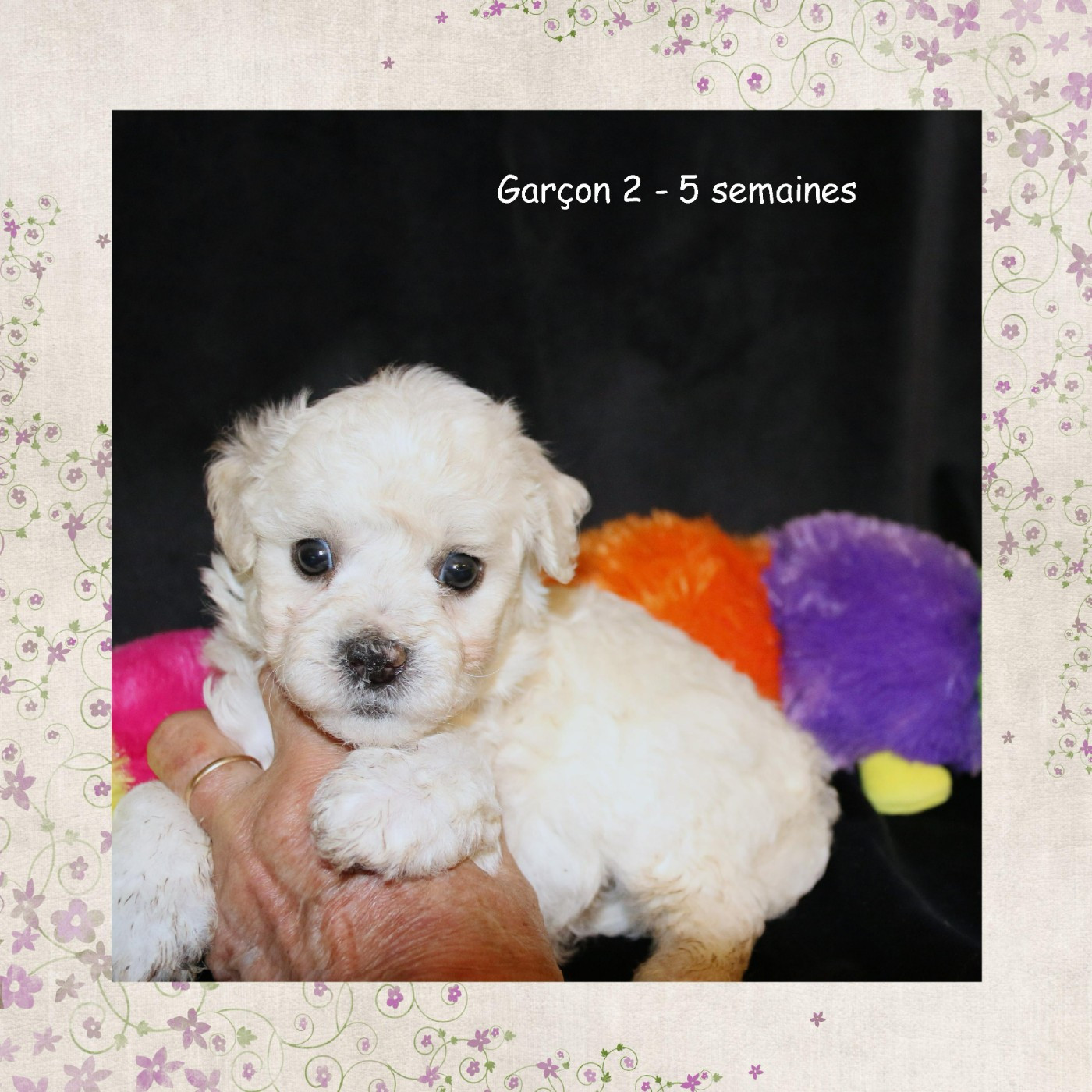 De La Clède Champtressac - Chiots disponibles - Bichon Frise