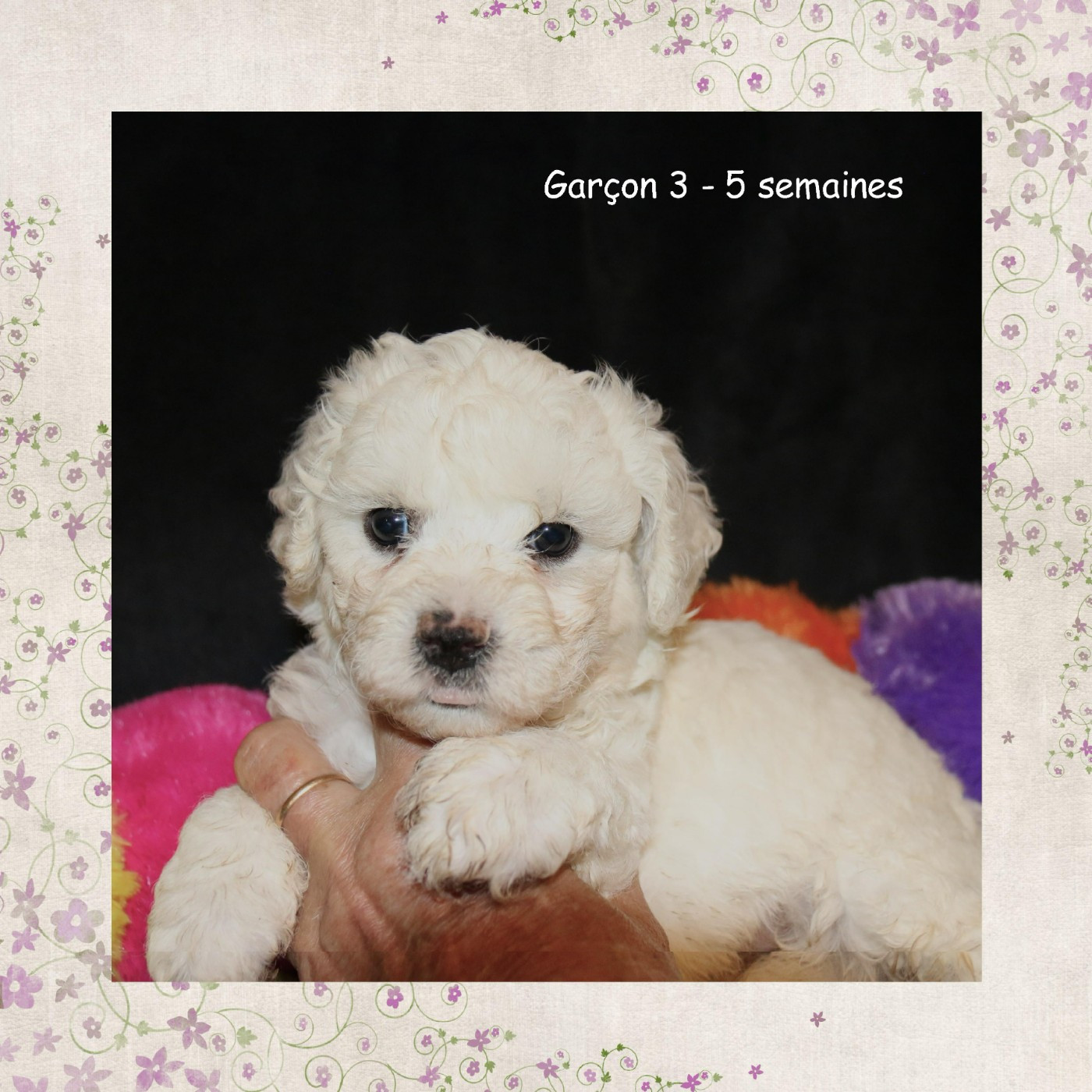 De La Clède Champtressac - Chiots disponibles - Bichon Frise