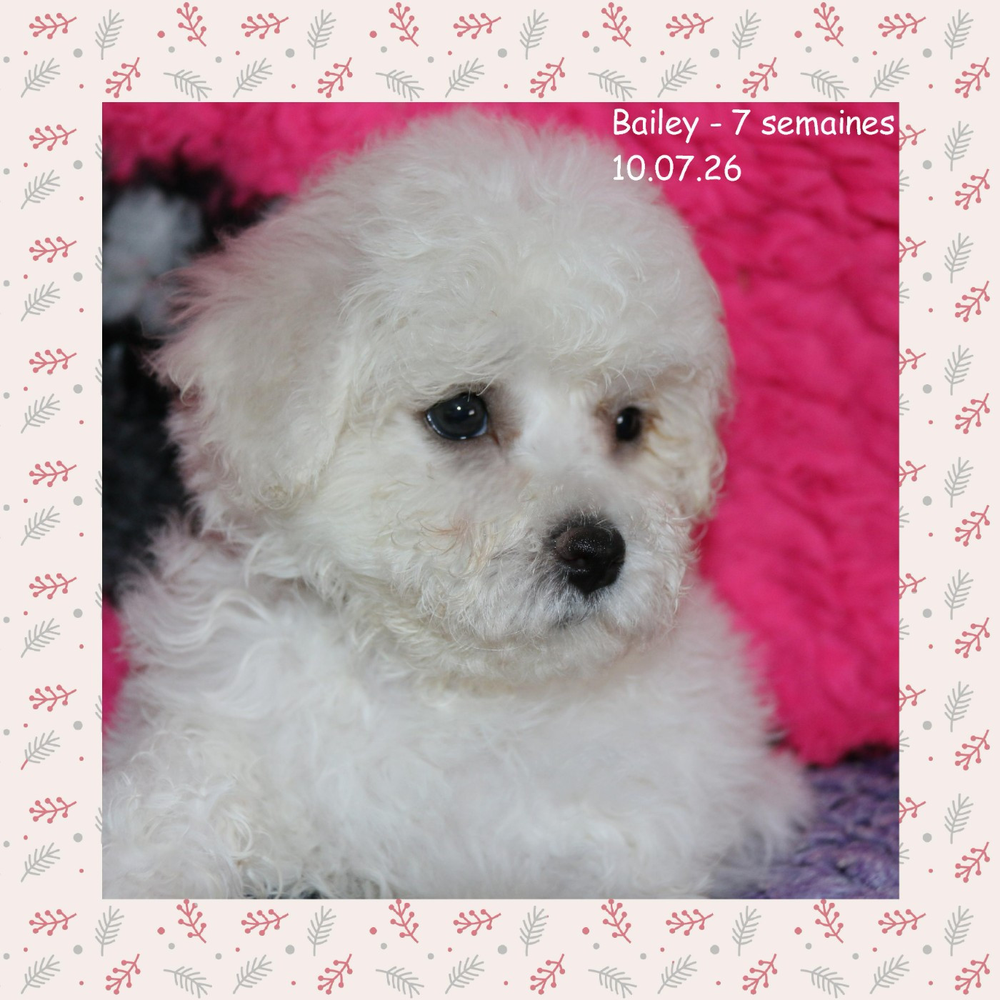 De La Clède Champtressac - Chiots disponibles - Bichon Frise