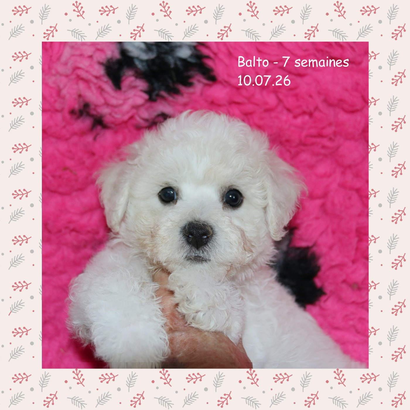De La Clède Champtressac - Chiots disponibles - Bichon Frise