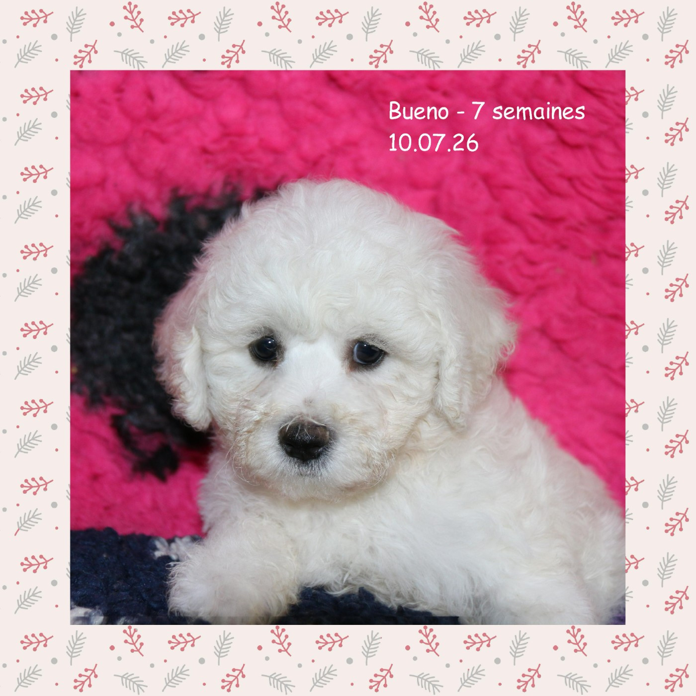 De La Clède Champtressac - Chiots disponibles - Bichon Frise