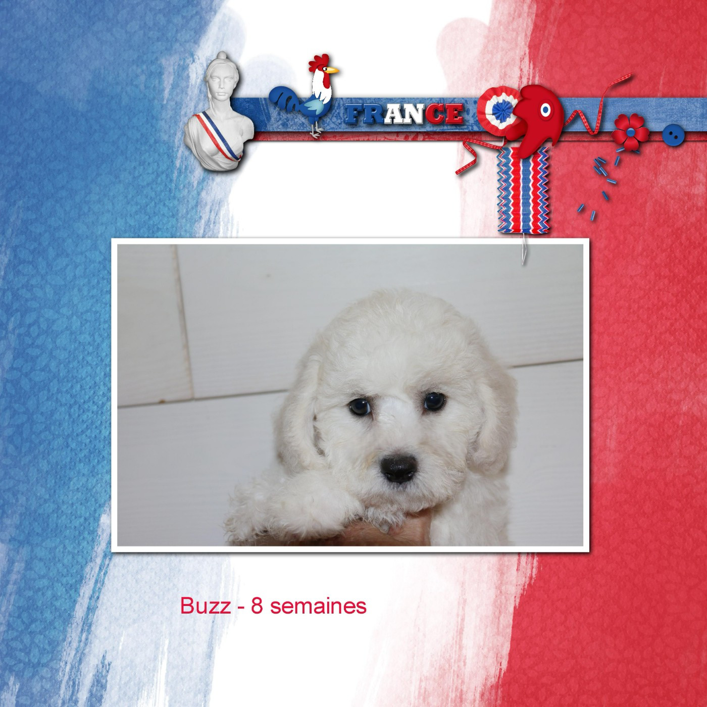 De La Clède Champtressac - Chiots disponibles - Bichon Frise