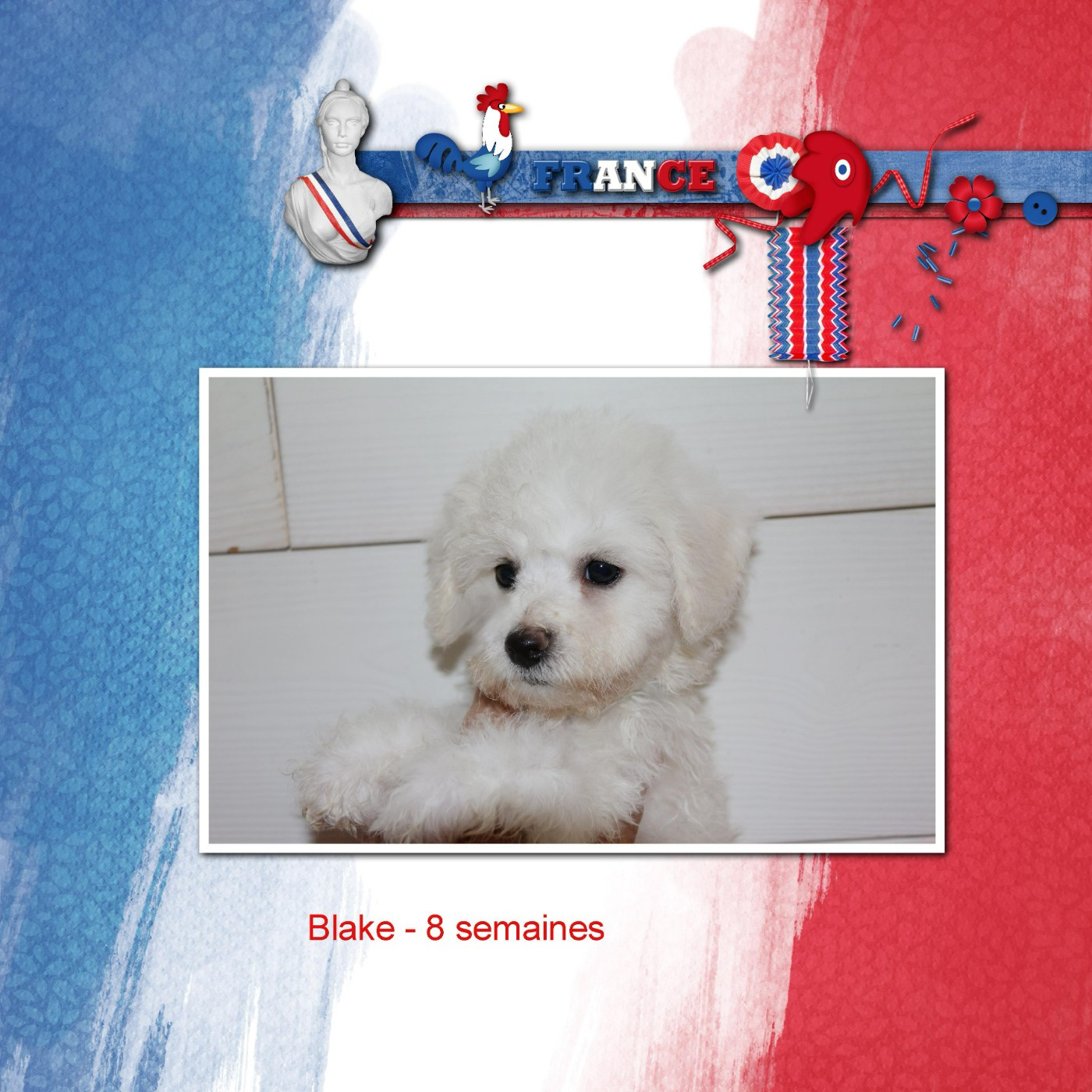 De La Clède Champtressac - Chiots disponibles - Bichon Frise