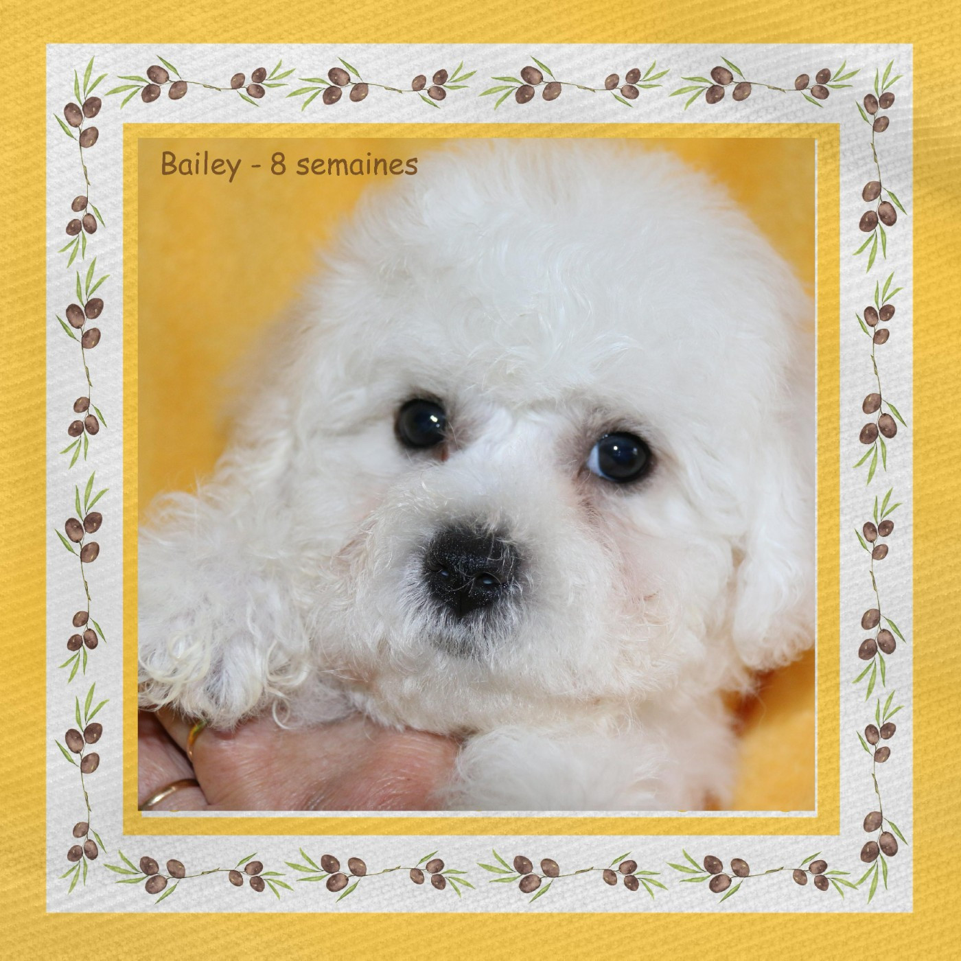 De La Clède Champtressac - Chiots disponibles - Bichon Frise