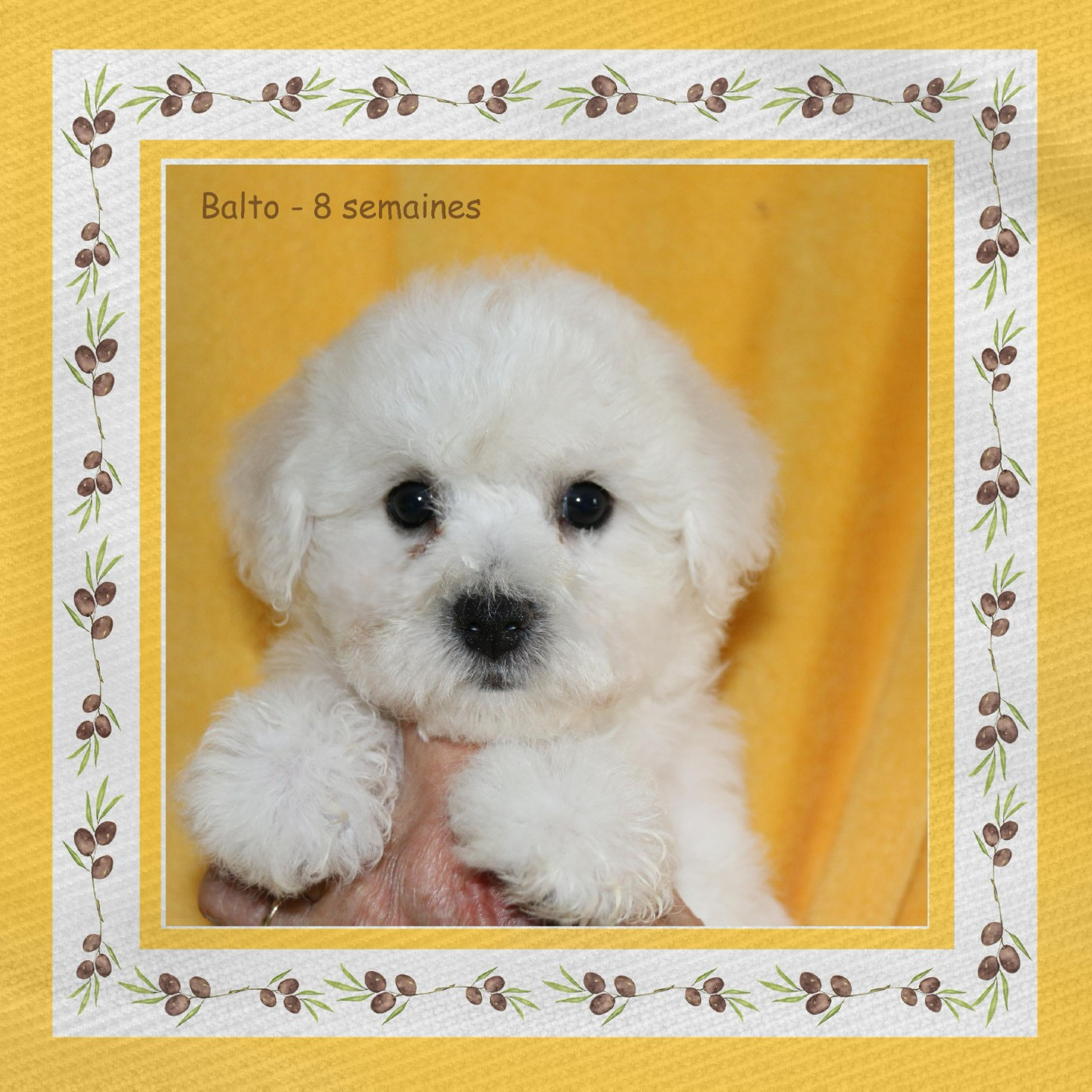 De La Clède Champtressac - Chiots disponibles - Bichon Frise