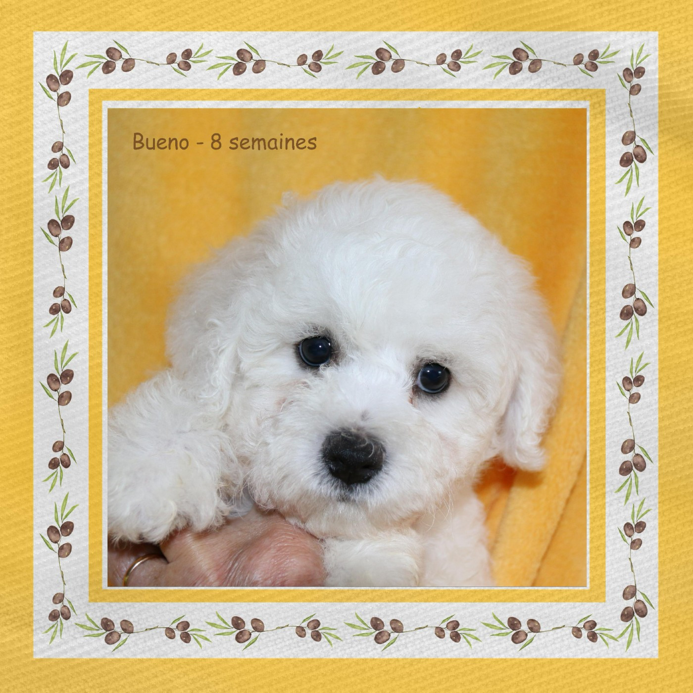 De La Clède Champtressac - Chiots disponibles - Bichon Frise