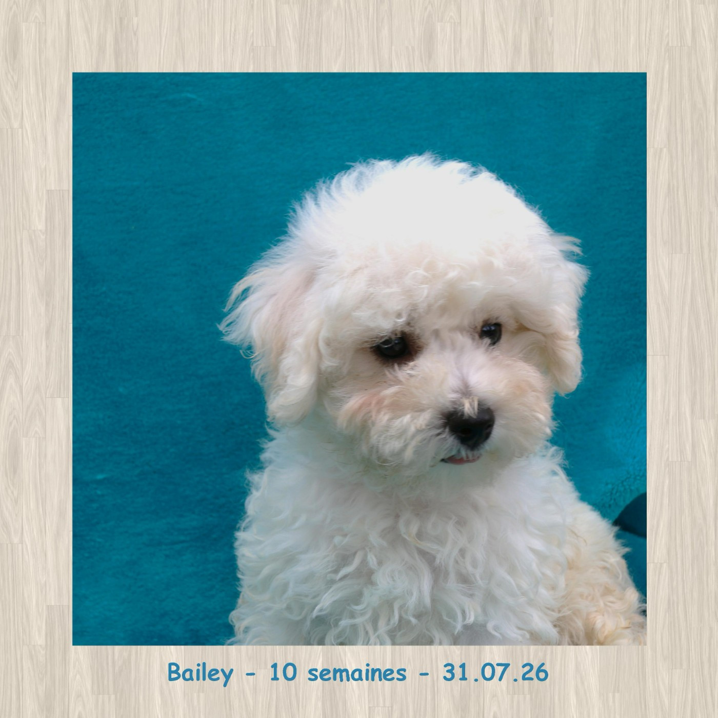 De La Clède Champtressac - Chiots disponibles - Bichon Frise