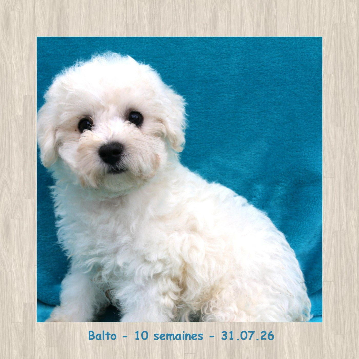 De La Clède Champtressac - Chiots disponibles - Bichon Frise