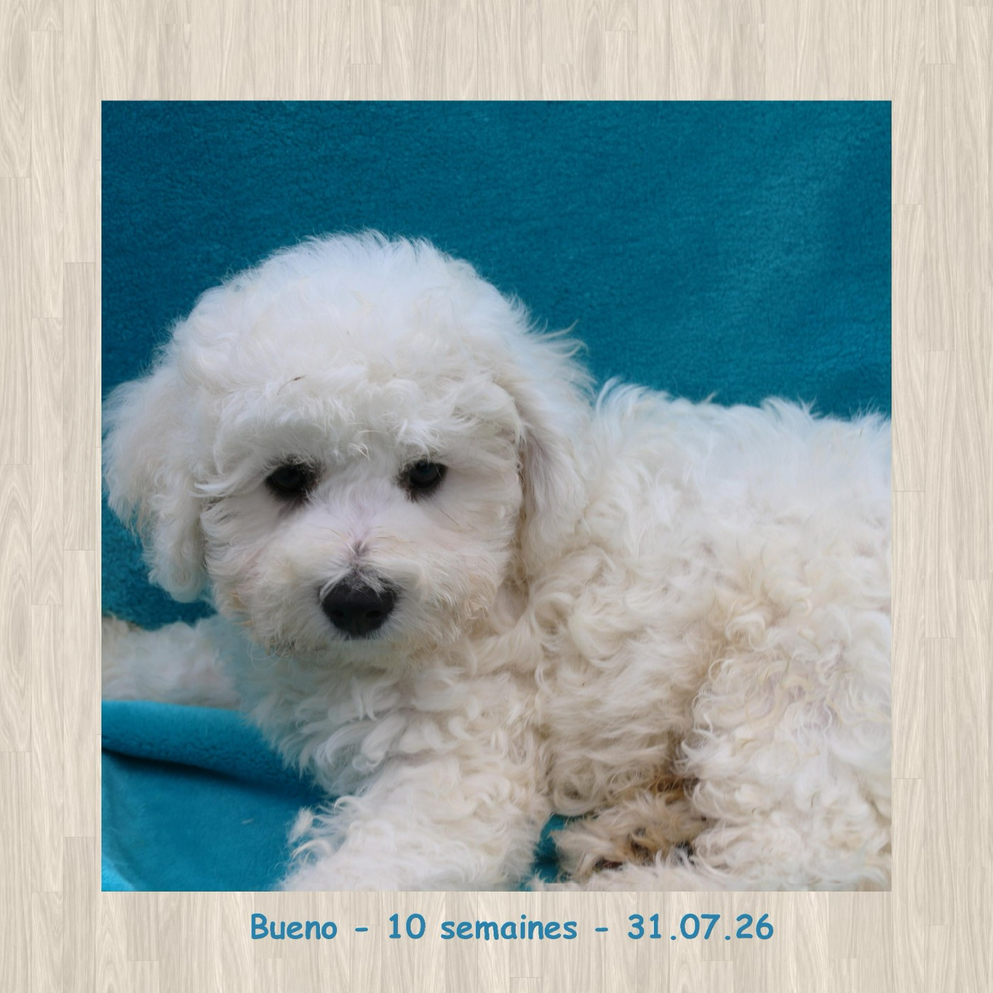 De La Clède Champtressac - Chiots disponibles - Bichon Frise
