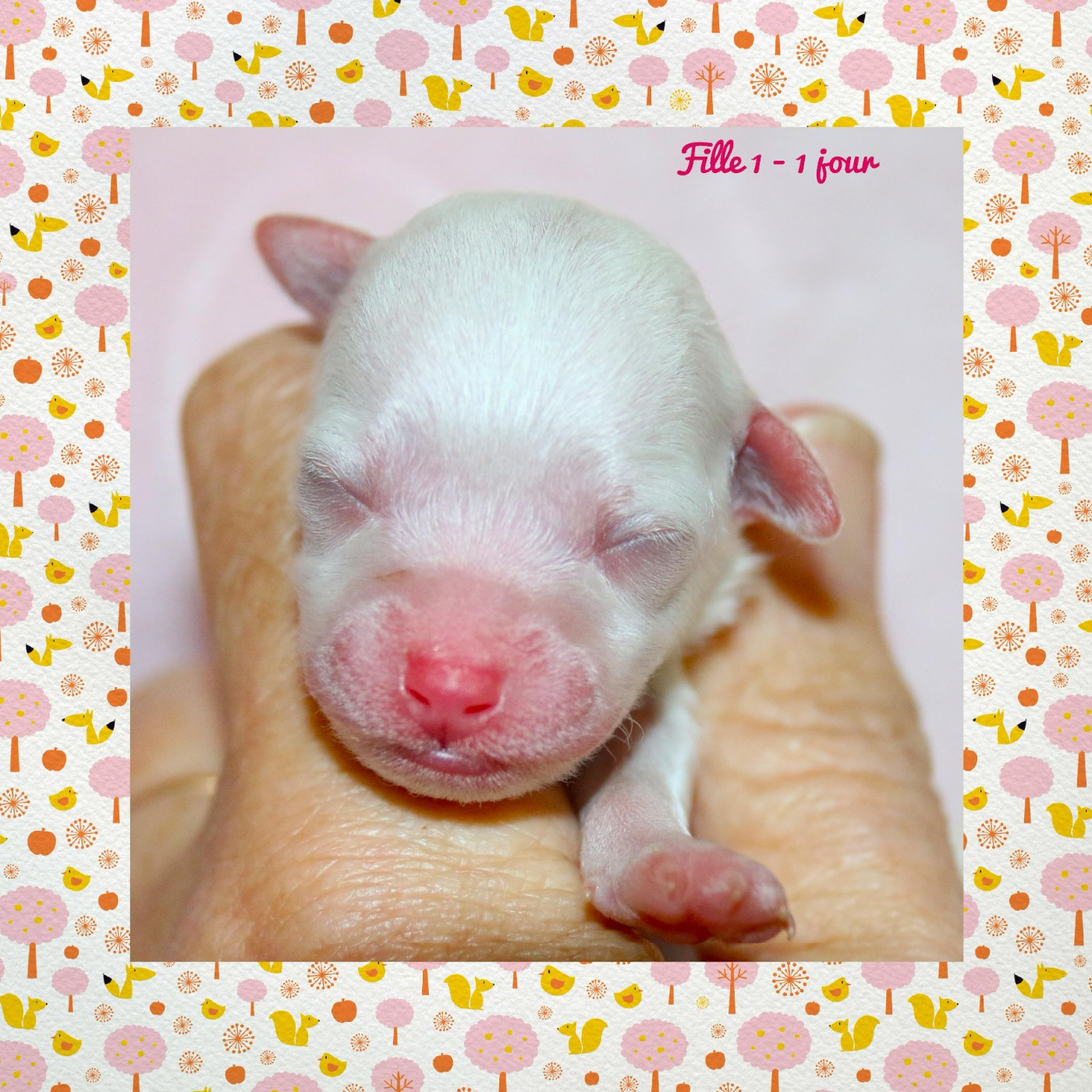 De La Clède Champtressac - Chiots disponibles - Bichon Frise